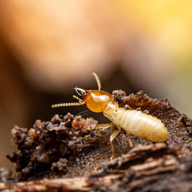 Close Up View of a Termite — Core Pest Management in Buderim, QLD