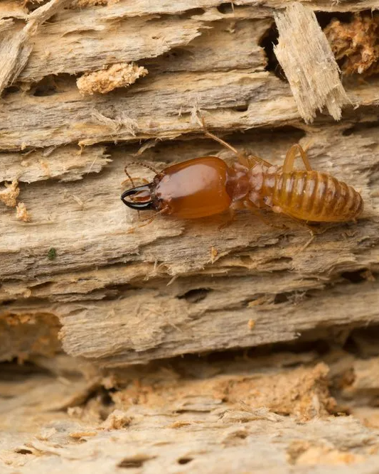 Termite On Rotten Wood — Core Pest Management in Buderim, QLD