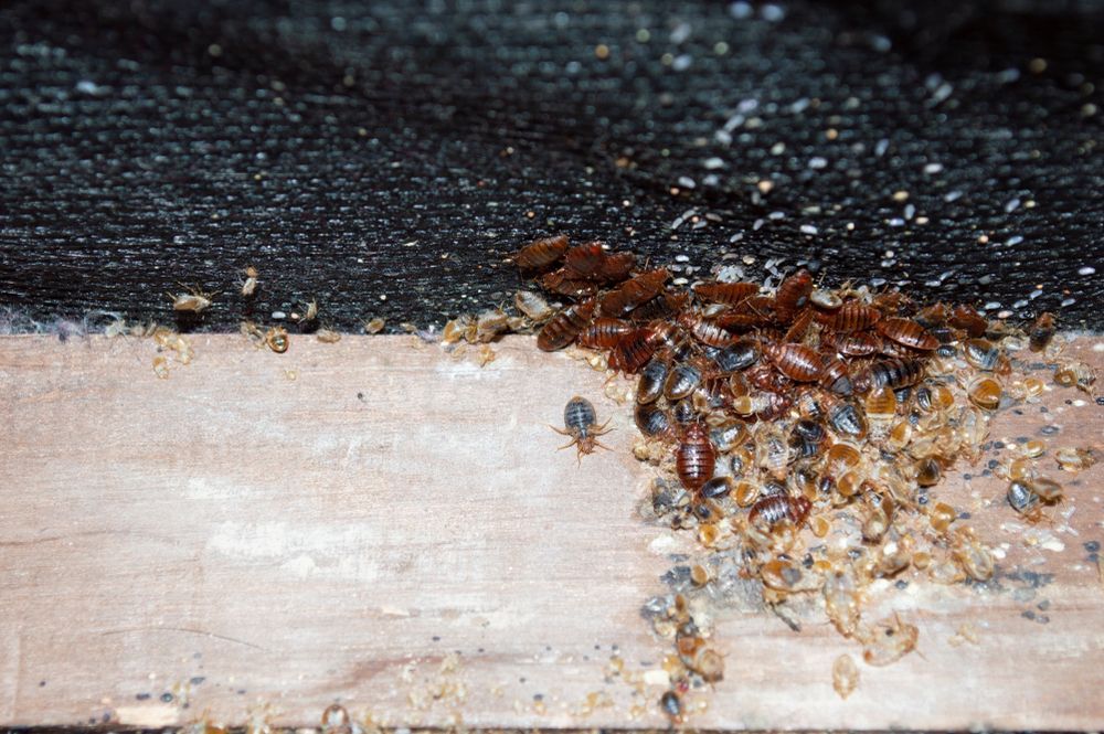 Termite Inspections — Pest Management in Sippy Downs, QLD Bed Bugs Are Crawling on a Piece of Wood — Core Pest Management in Maroochydore, QLD