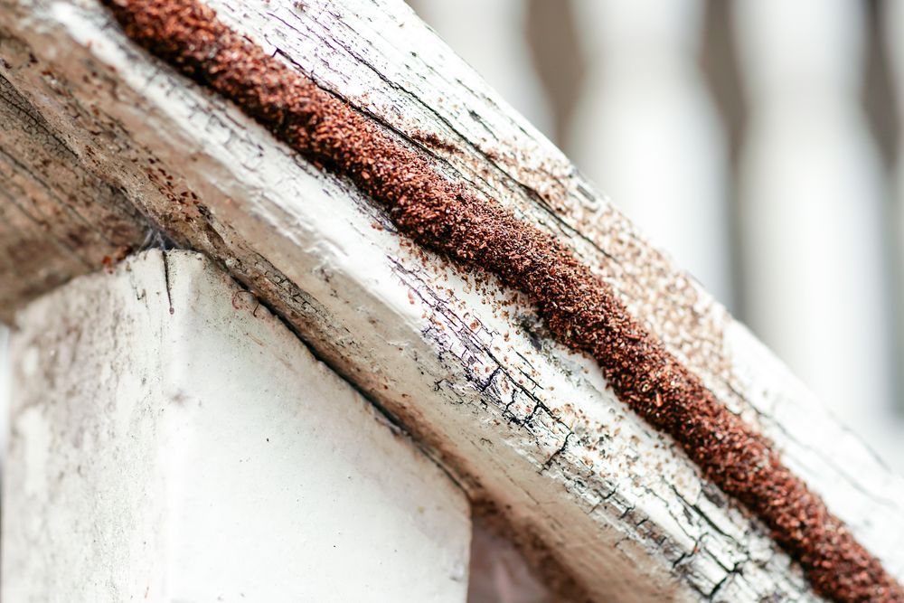 Termite Inspections — Pest Management in Sippy Downs, QLD A Close Up of a Piece of Wood With Rust on It — Core Pest Management in Coolum Beach, QLD