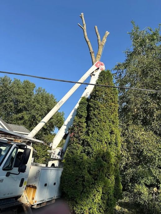Utility truck lifting a cut tree trunk beside a tall evergreen under a blue sky