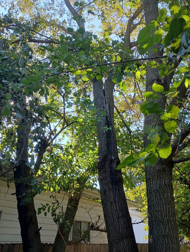 Backyard view of tall trees with green leaves and a house partially visible behind them