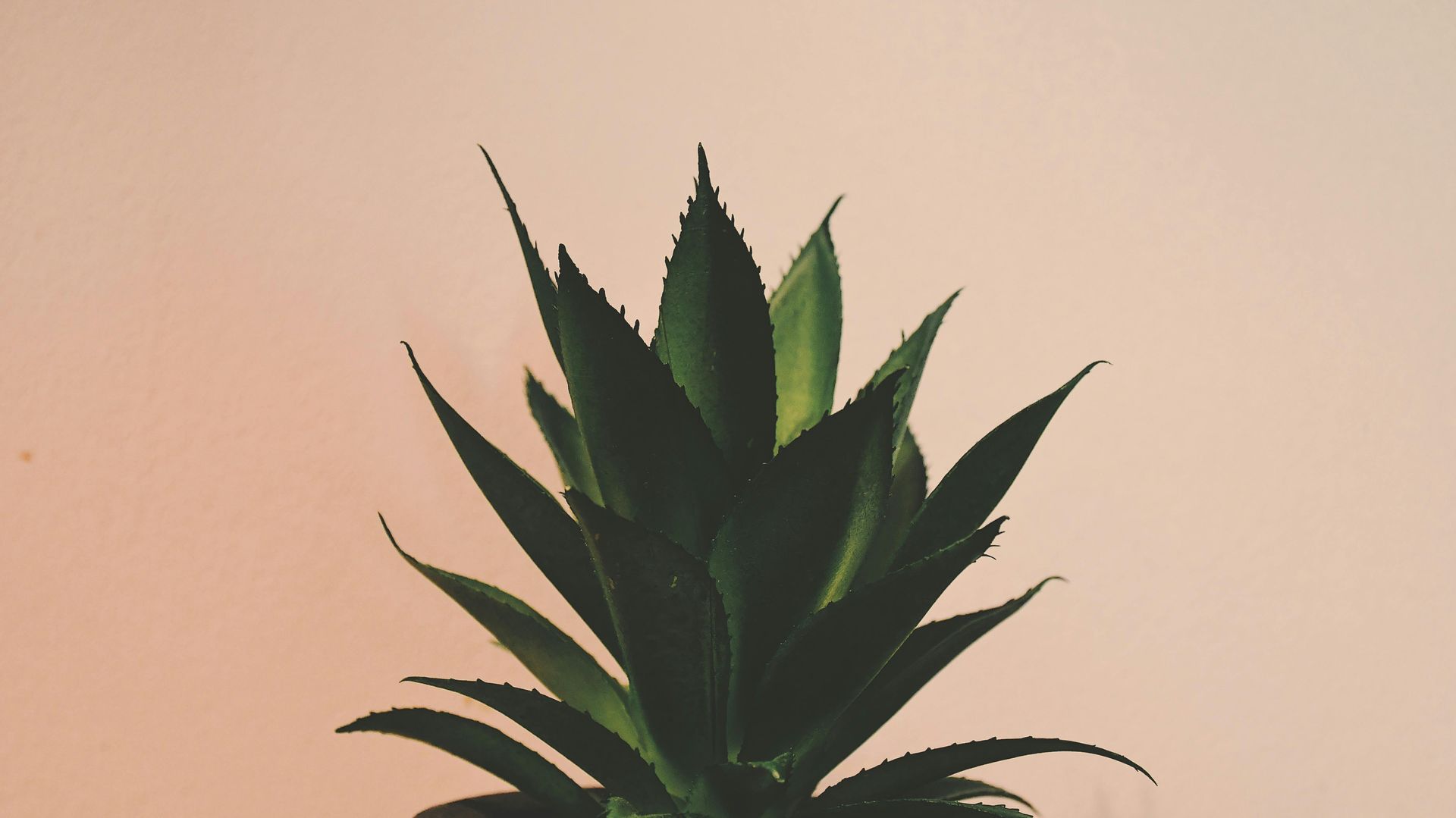 Green spiky succulent plant against a soft beige background