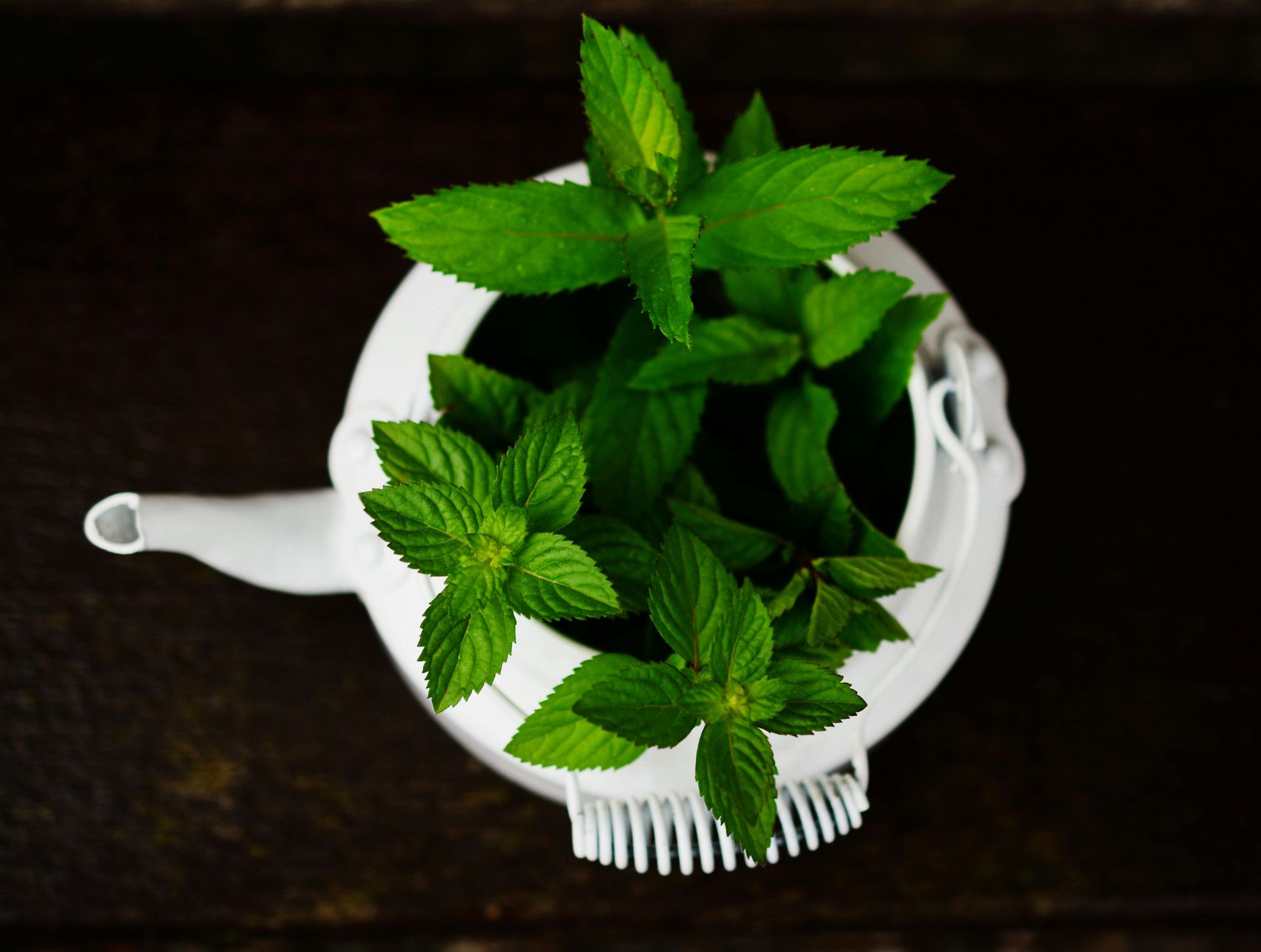 White teapot used as a planter with bright green mint leaves on a dark wooden surface