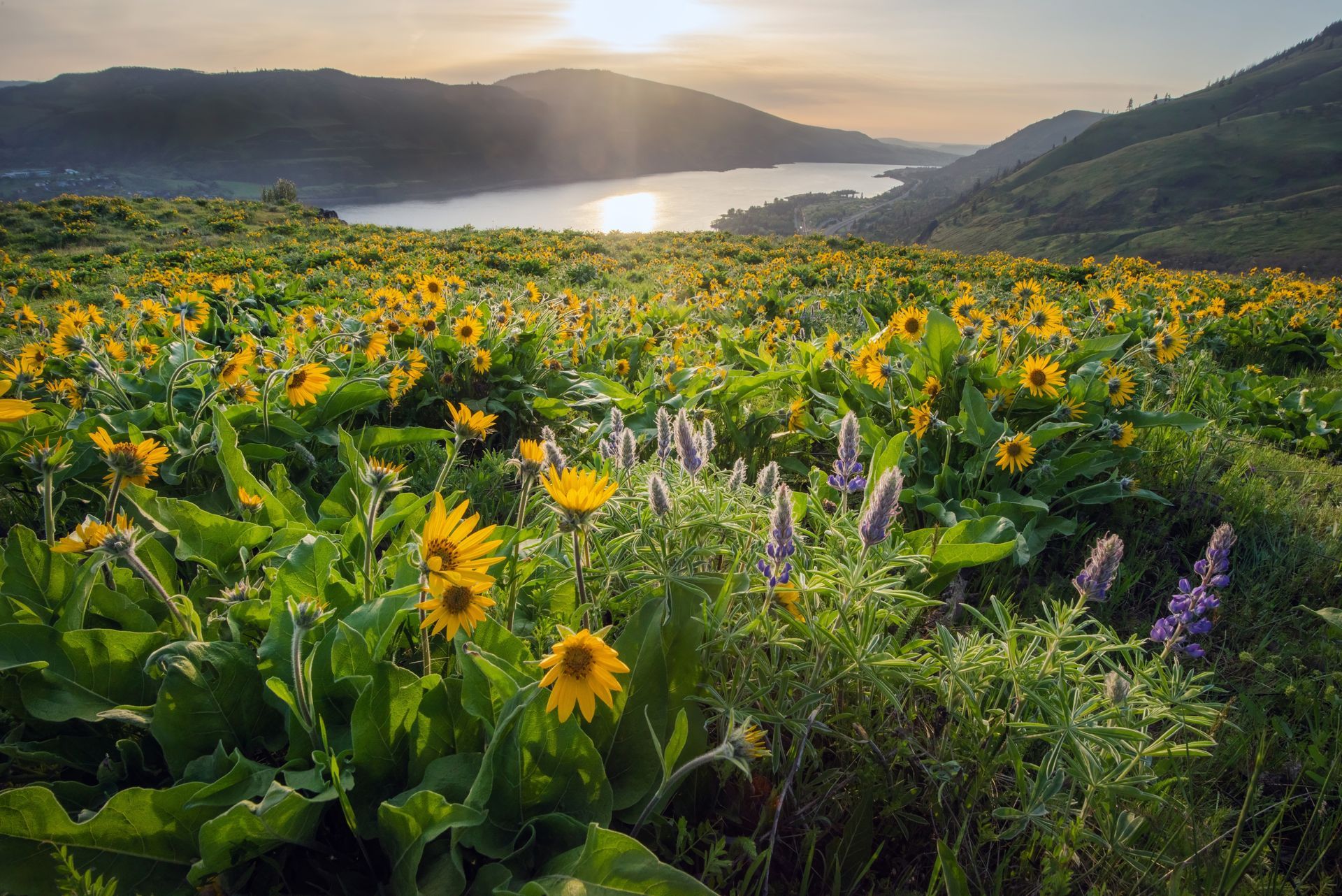 Sunlit wildflower meadow overlooking a lake and mountains at sunset