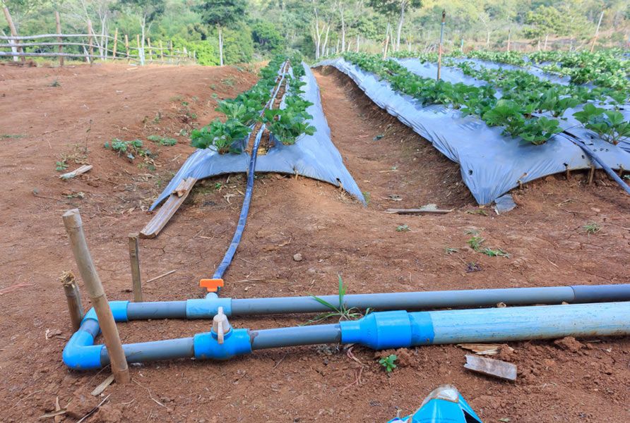 Commercial Irrigation Systems in Townsville Affordable Irrigation