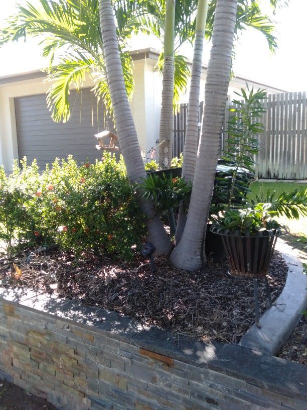 Small Garden With Palm Trees at Front of a House — Irrigation Services in Townsville
