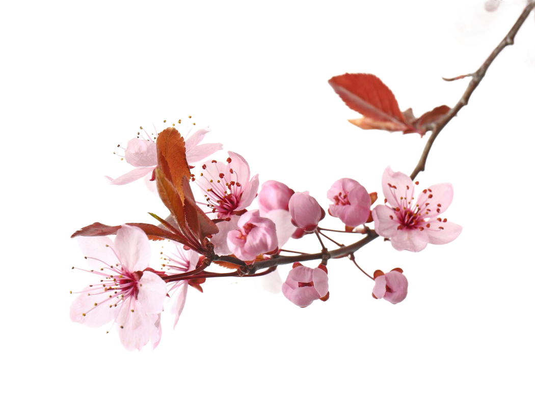 Fiori di ciliegio rosa su un ramo con foglie rosse su sfondo bianco