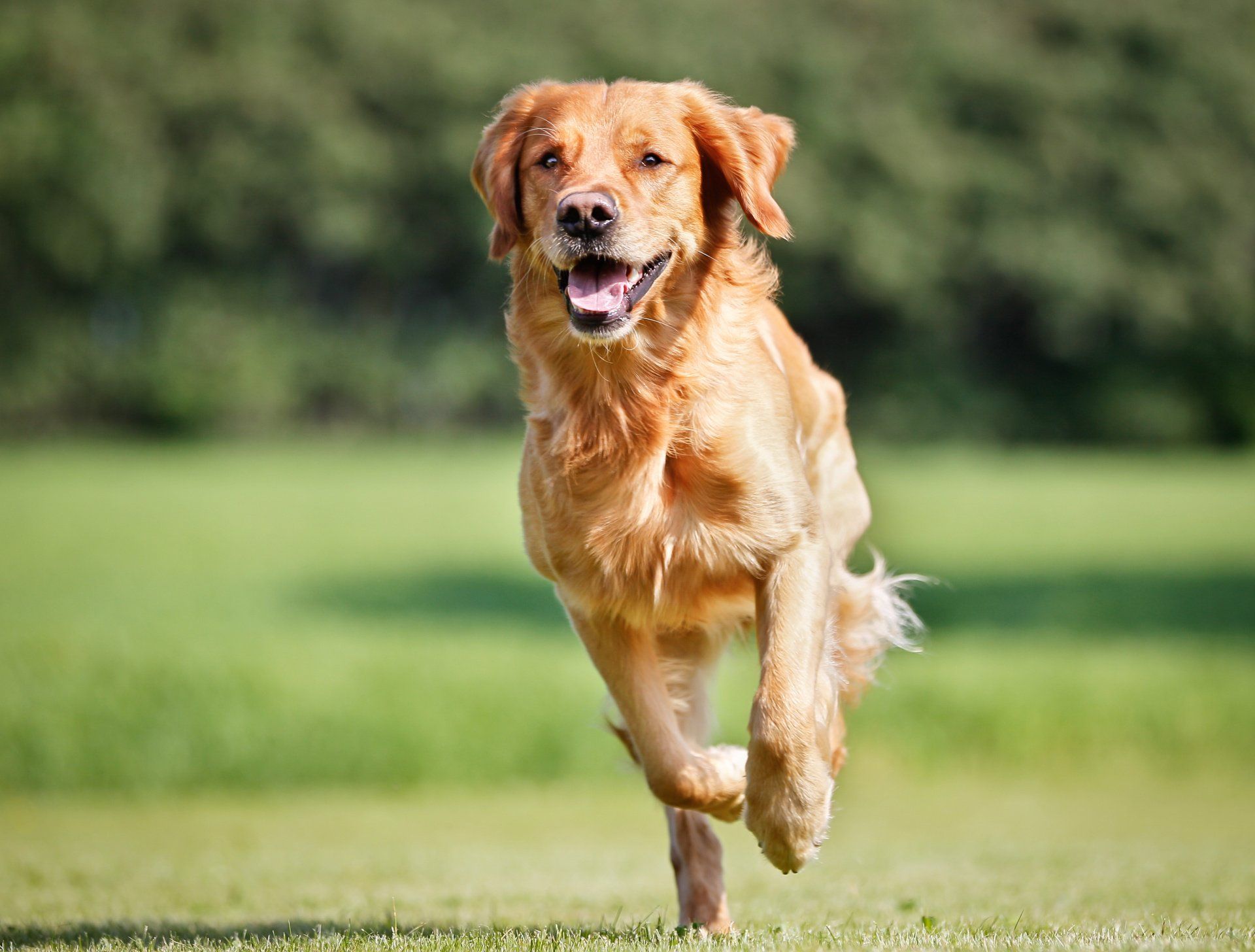 Asilo diurno per cani