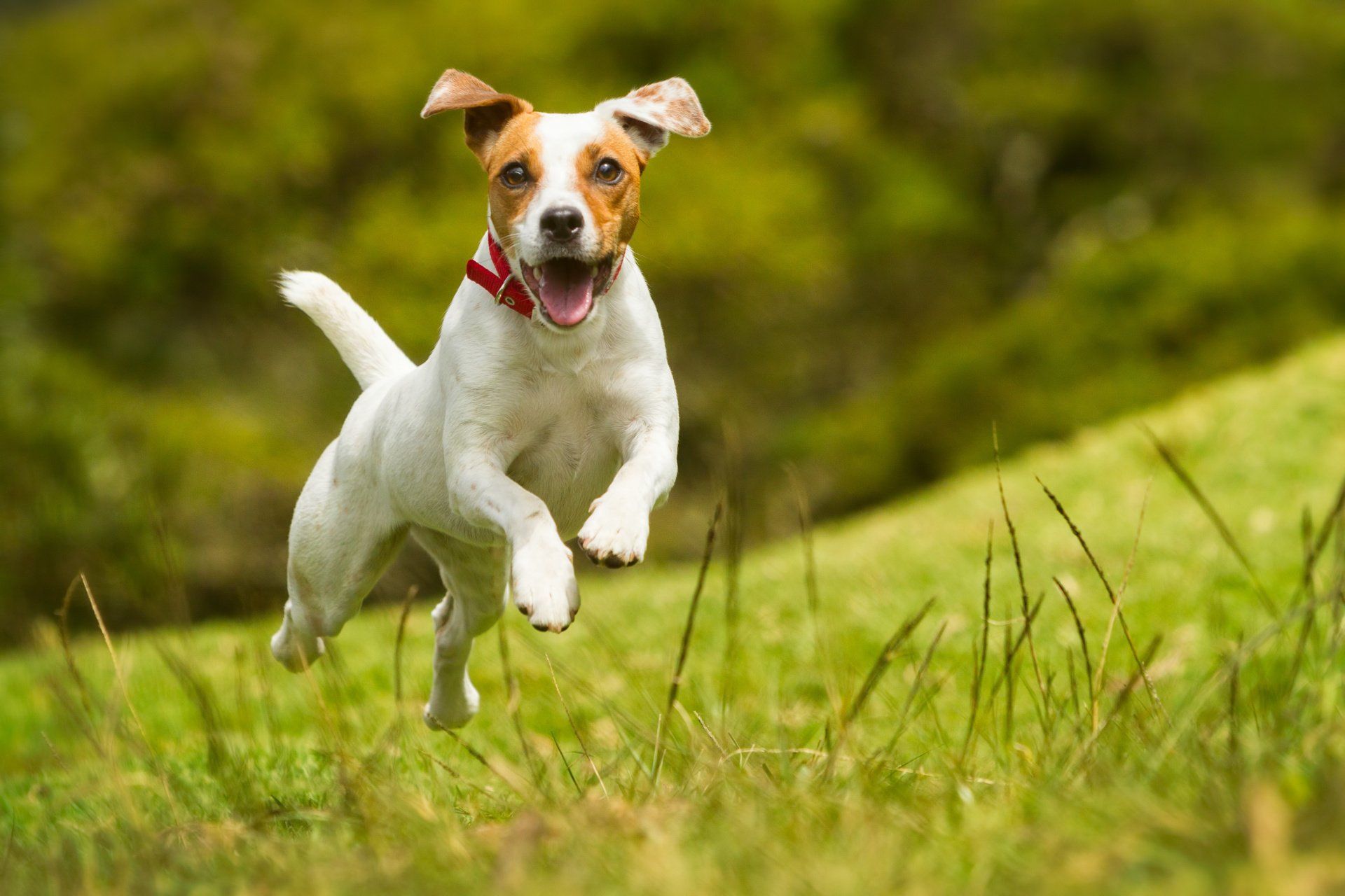 pensione per cani