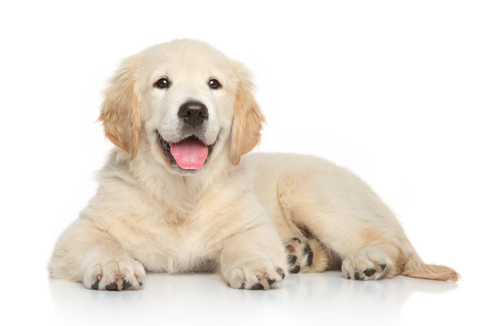 cuccioli di cane giocano sul prato