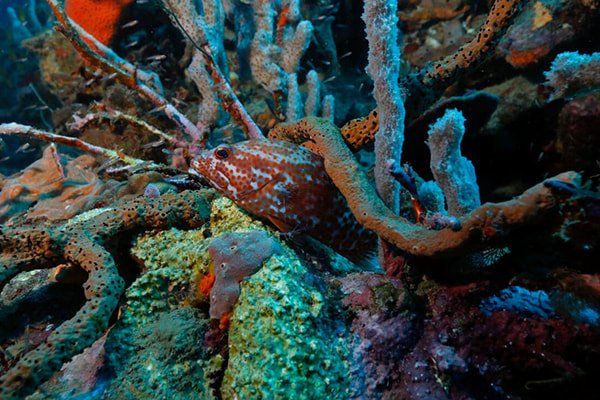 Mundo submarino en el Caribe colombiano, con arrecifes y especies marinas en su hábitat natural cerca de Hotel Las Islas