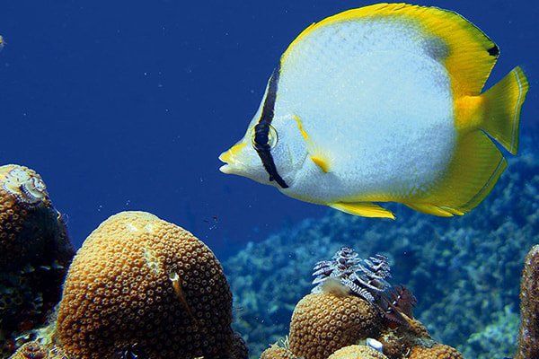 Especie marina con tonalidades amarillas y blancas en el ecosistema submarino del Caribe colombiano