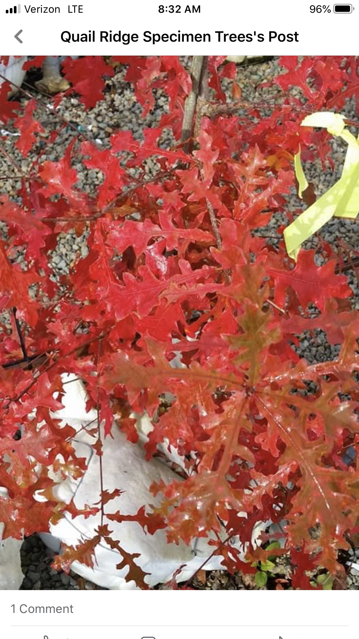 Bright red fall leaves on a tree in a garden setting.