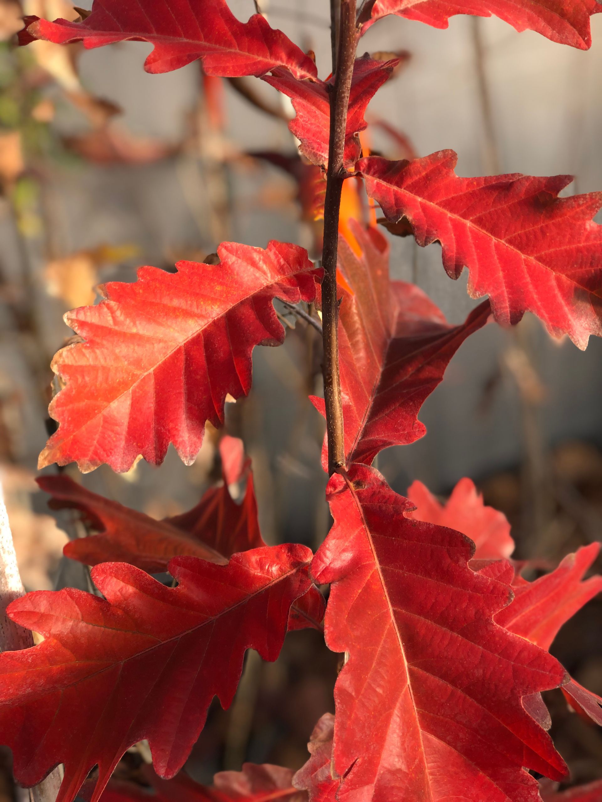 Red autumn leaves on a branch, with a toothed edge and visible veins.