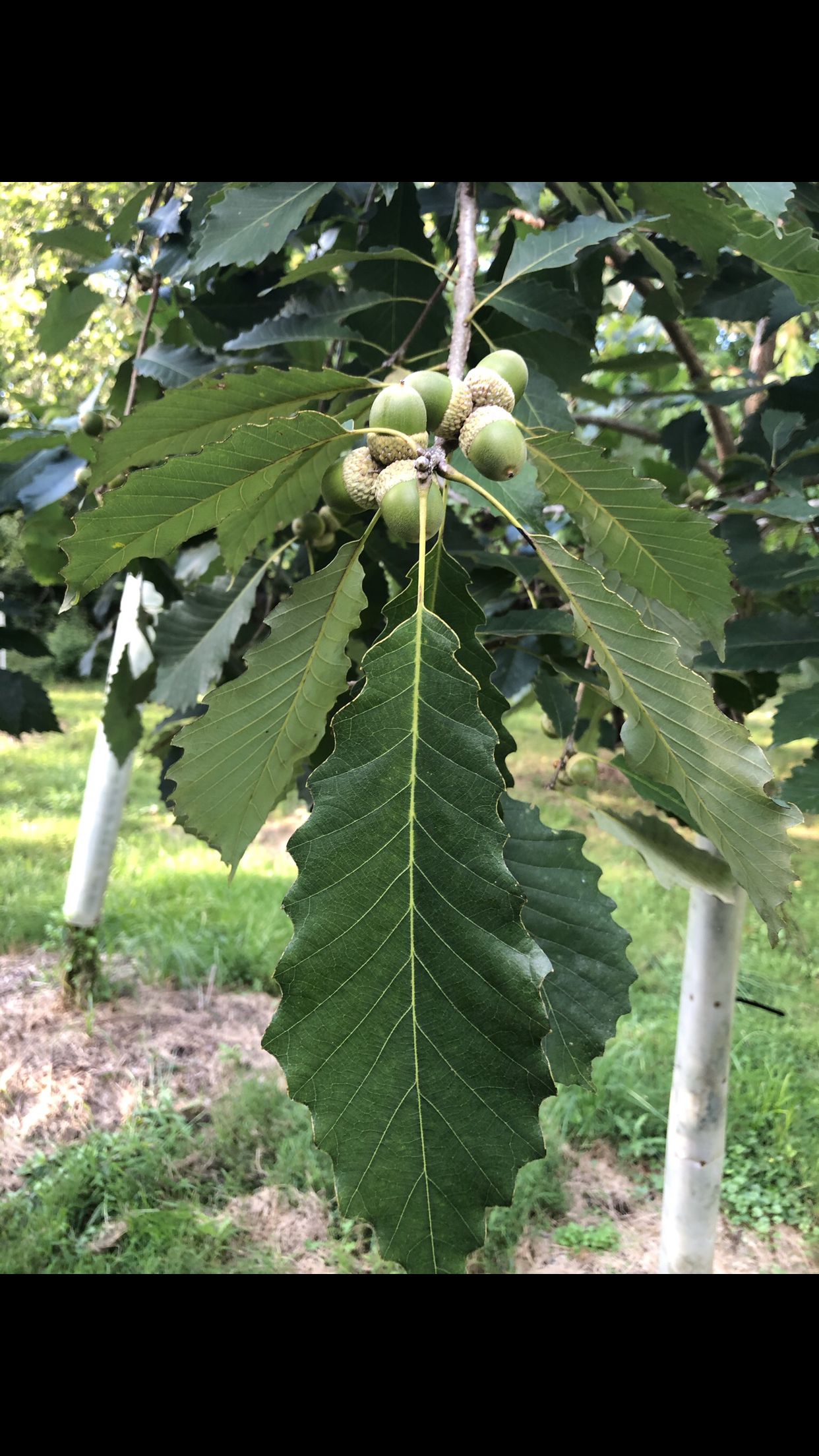 Oak tree branch with long, toothed leaves and green acorns.