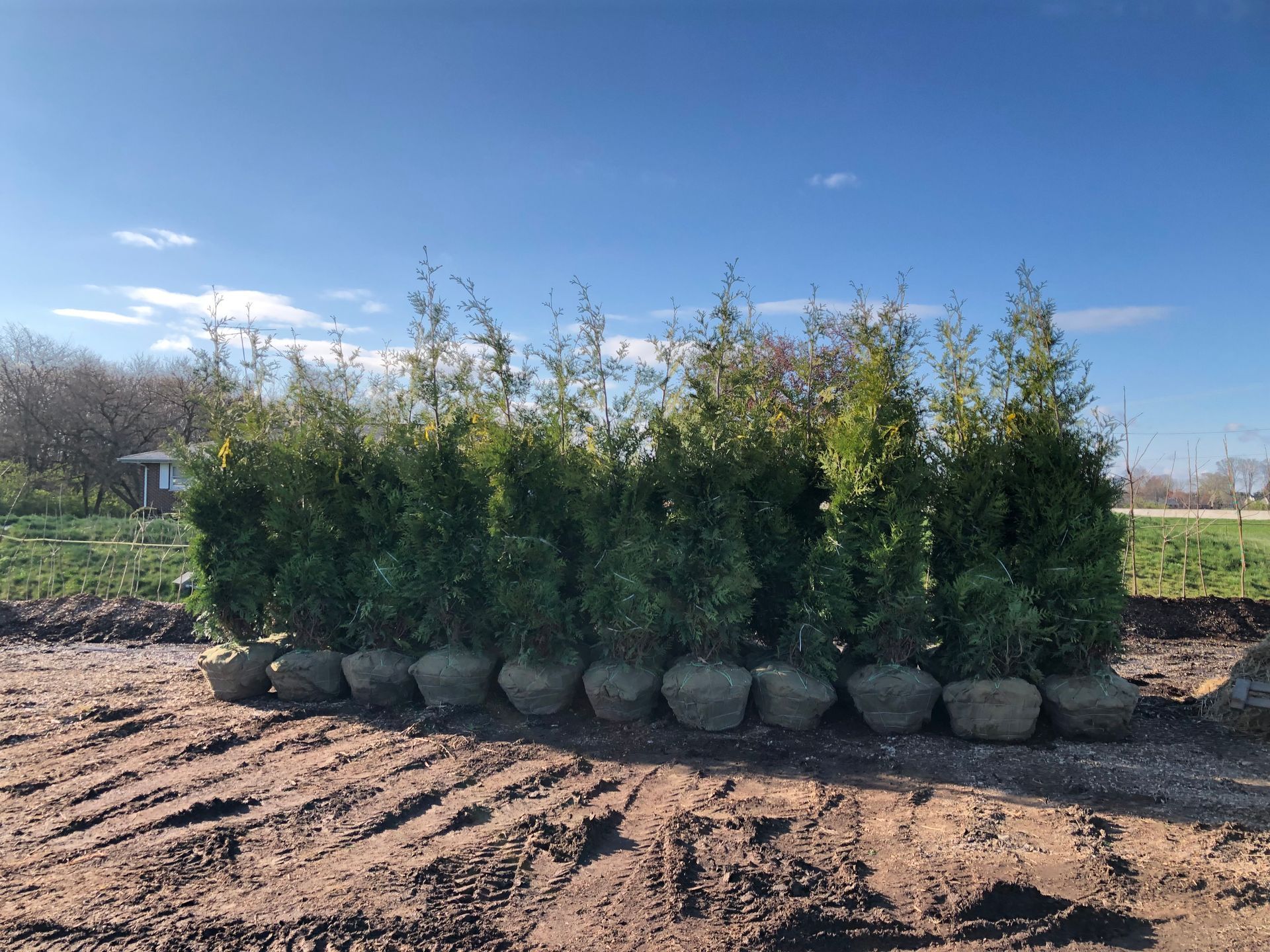 Row of balled and burlapped evergreen trees on a dirt surface under a blue sky.