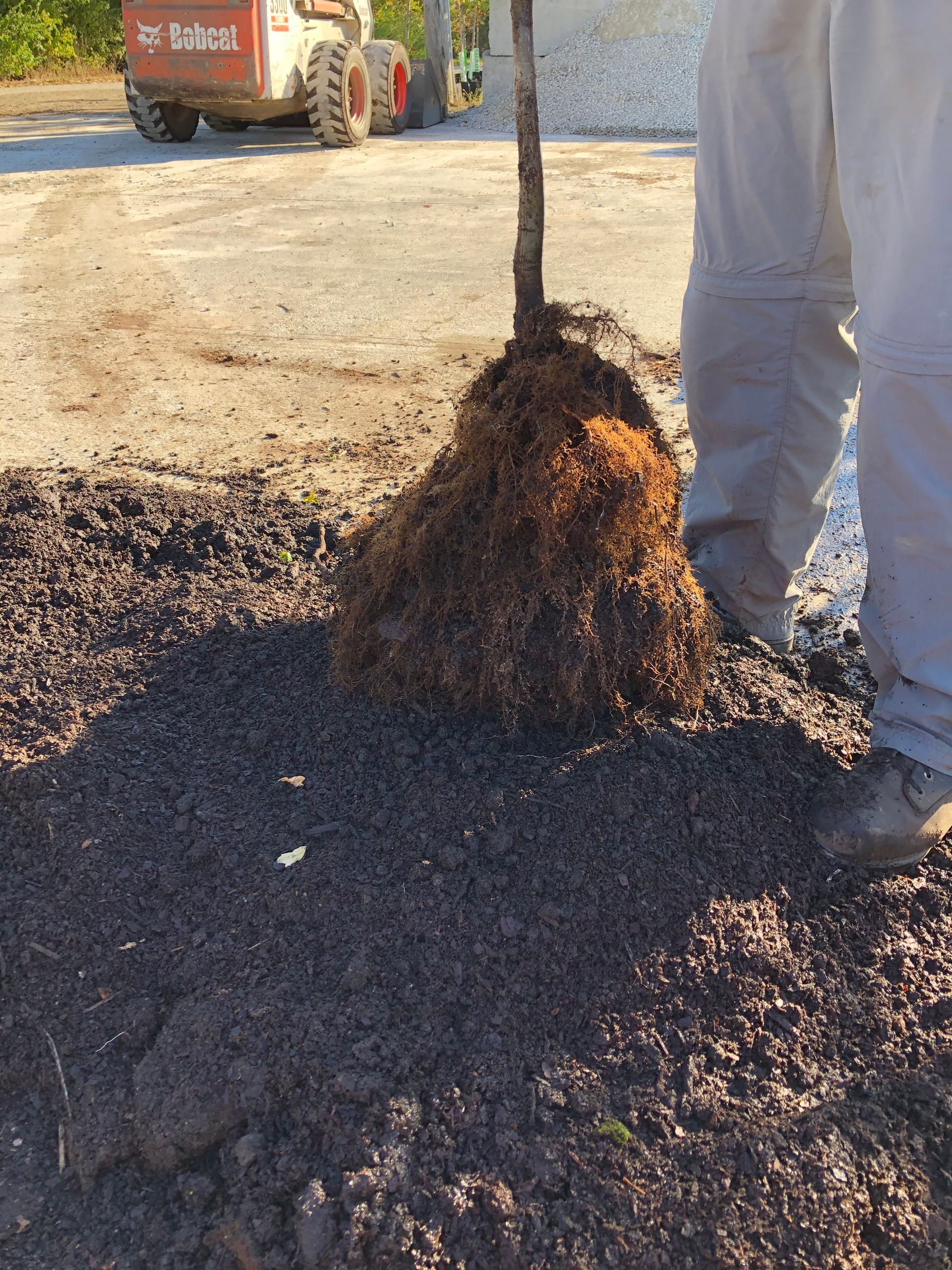 Person planting a tree; roots exposed, dark soil, heavy equipment in the background.