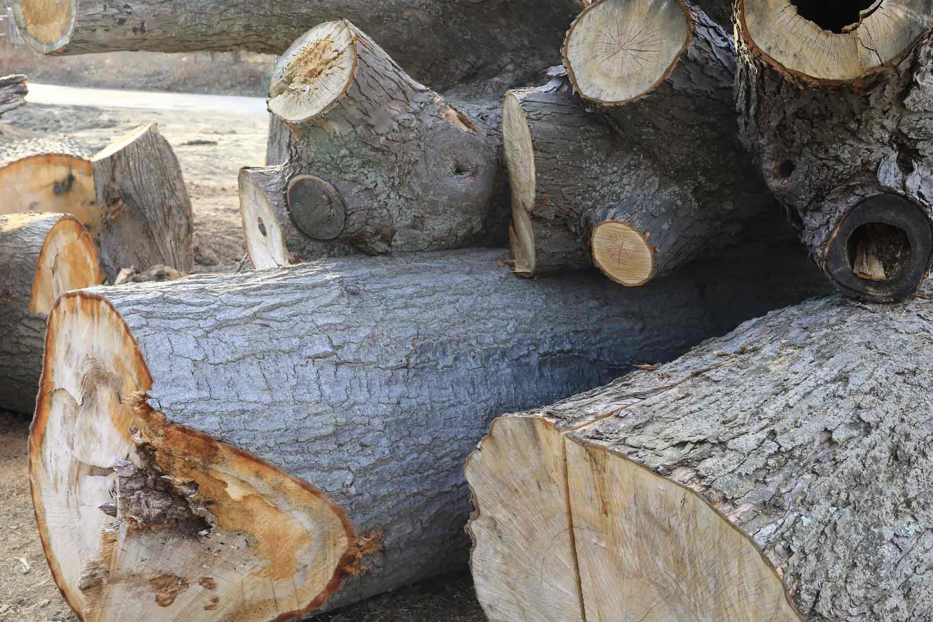 A pile of thick tree trunks and branches left behind after tree removal.