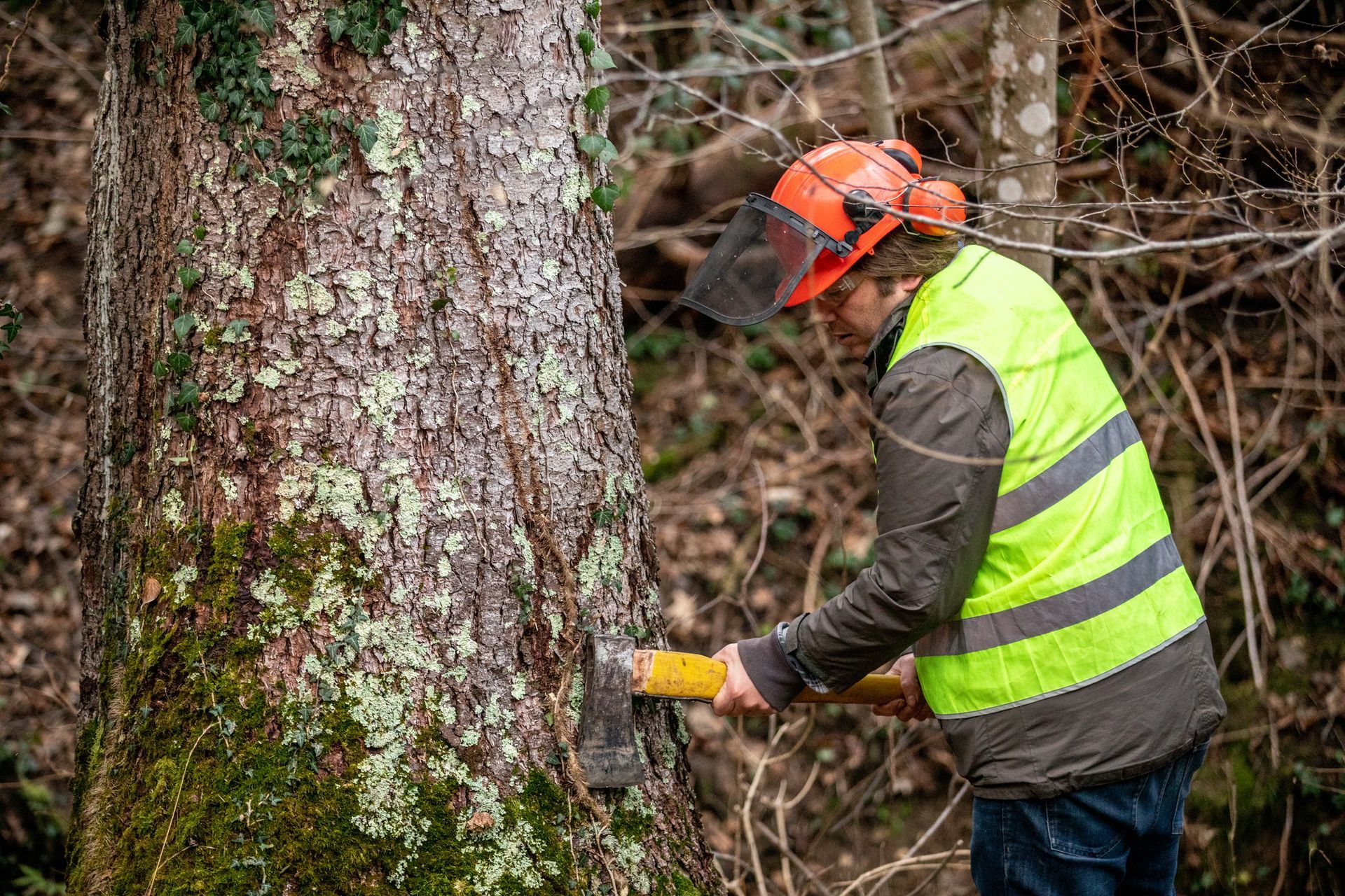 A worker in safety gear is chopping a tree with an axe in a forest.
