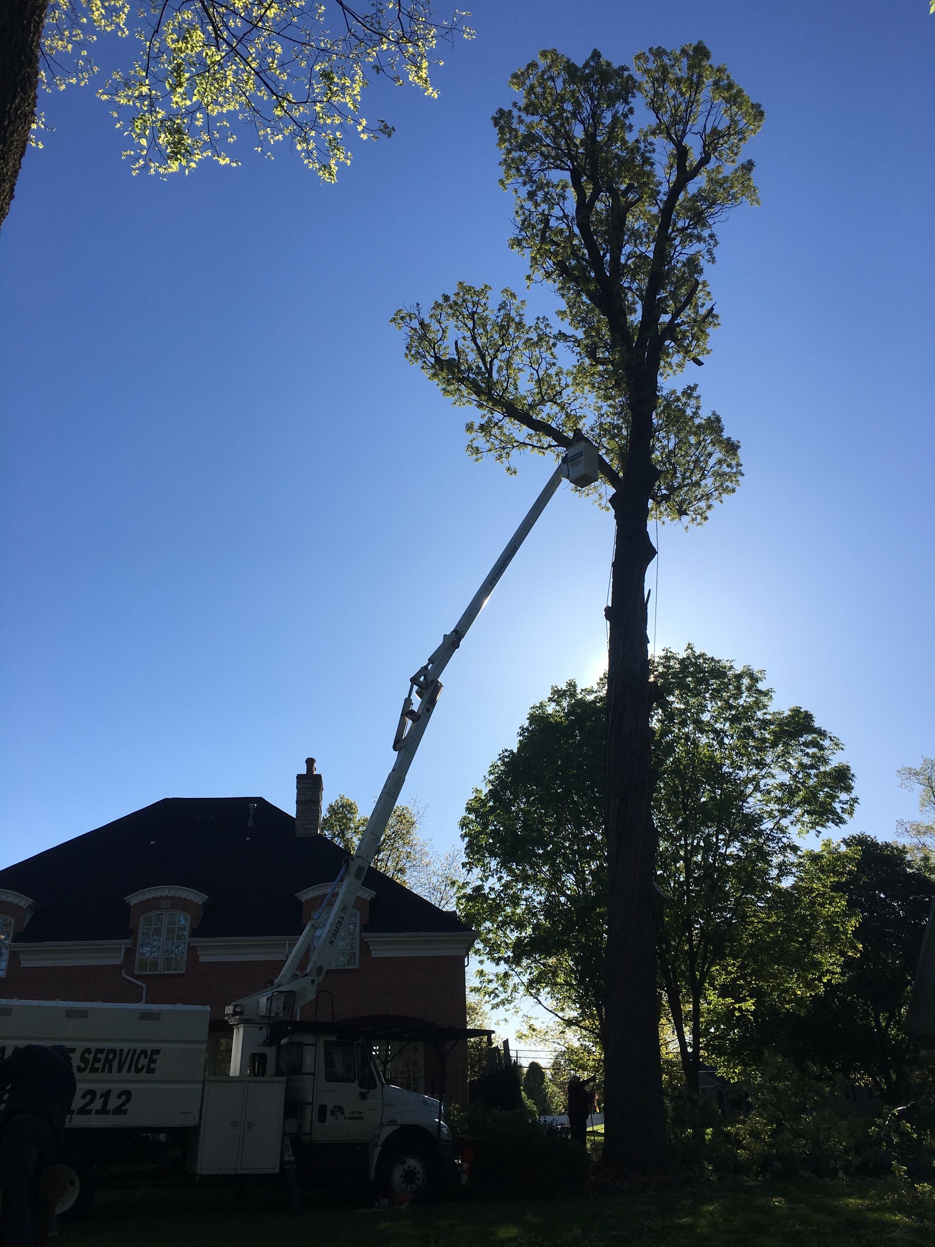 Tree being trimmed by a bucket truck next to a house on a sunny day.