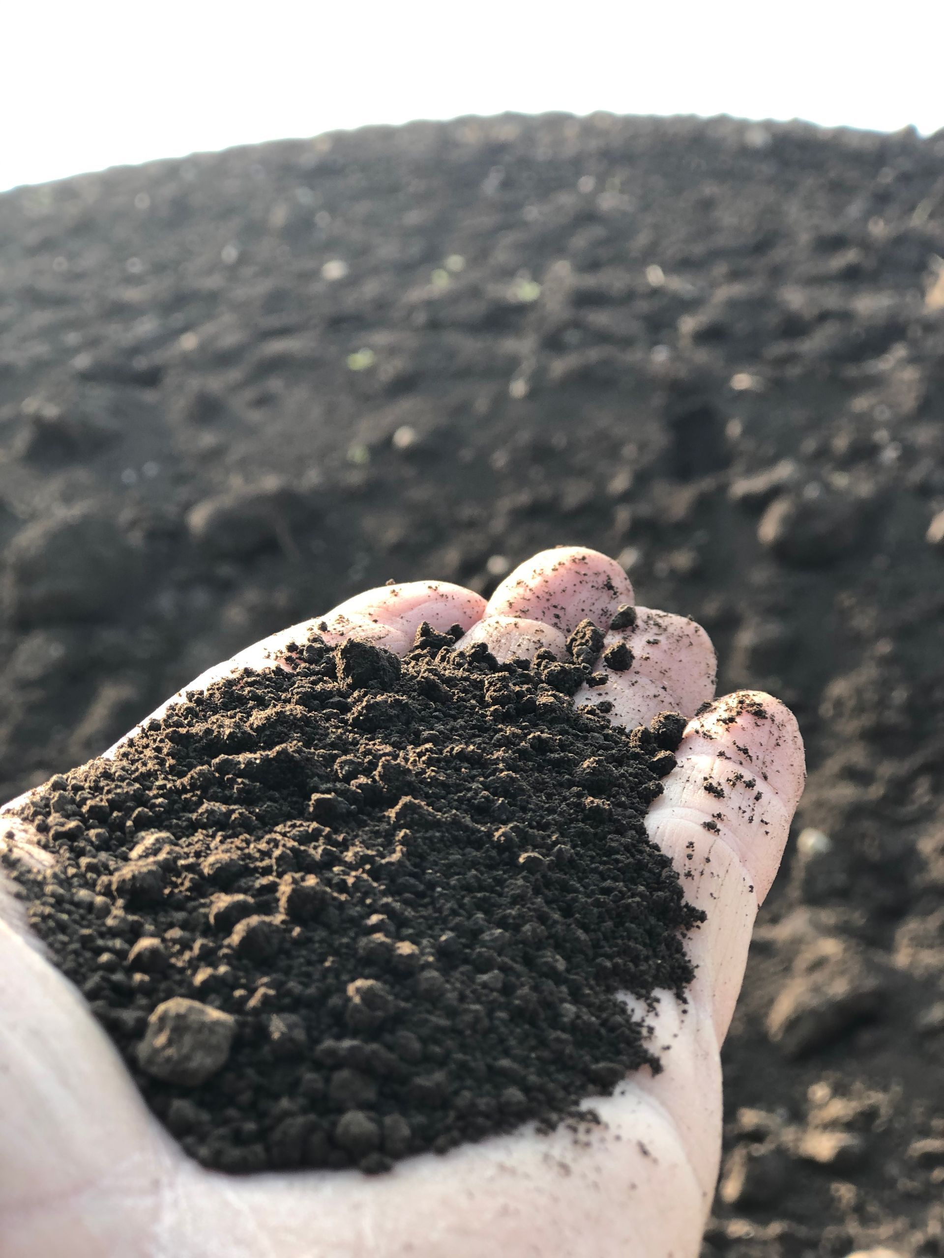 Hand holding a pile of dark, loamy soil, with more soil in the background.