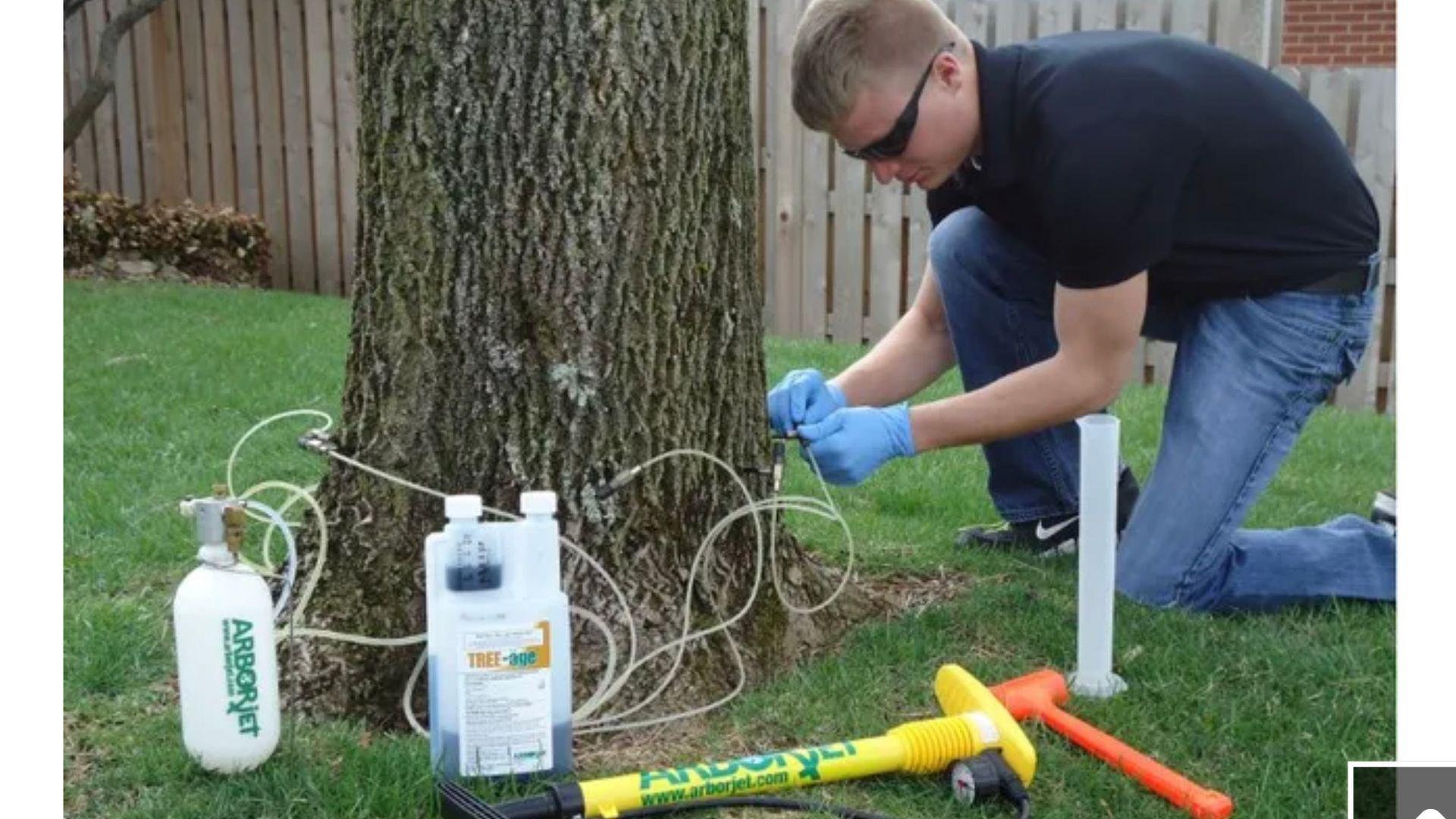Man injecting tree with pesticide; equipment, including bottles, hoses, and hammer, on grass.