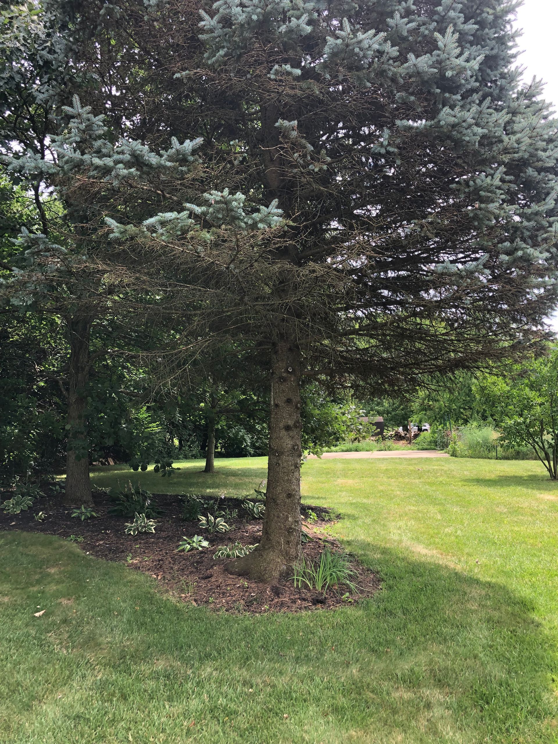 A large evergreen tree with blue-green needles in a grassy yard.
