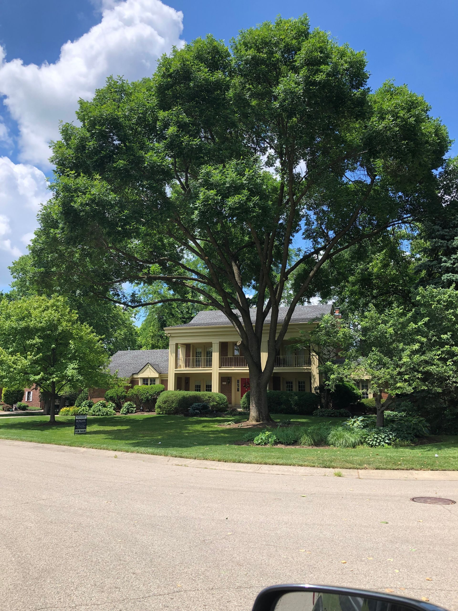 Large tree in front of a yellow house with white columns, blue sky background.