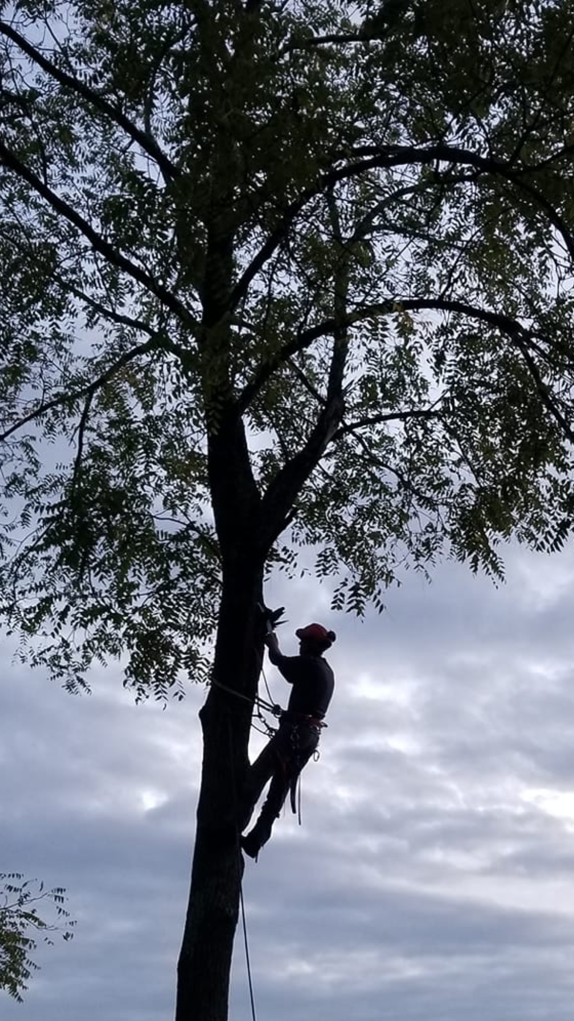 Arborist in a tall tree trimming branches against a cloudy sky.