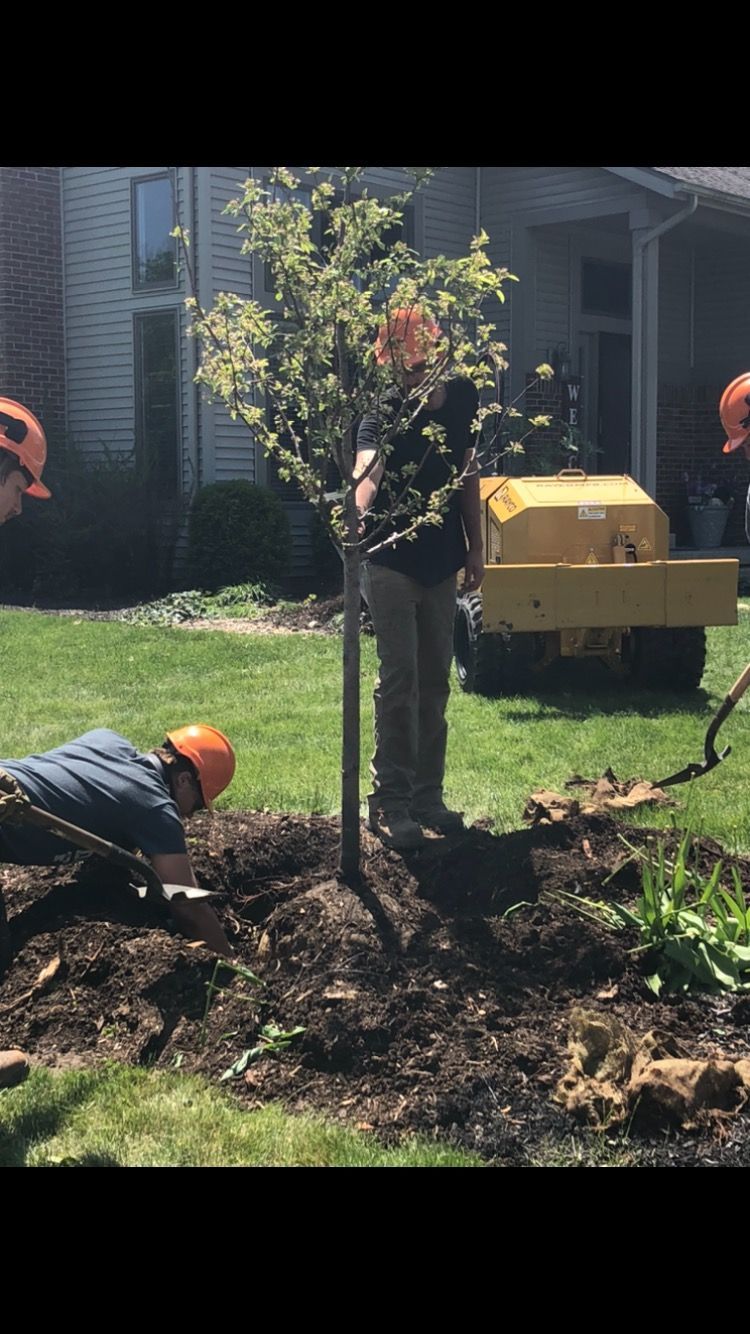 Three people planting a tree in a residential yard, with a yellow stump grinder in the background.
