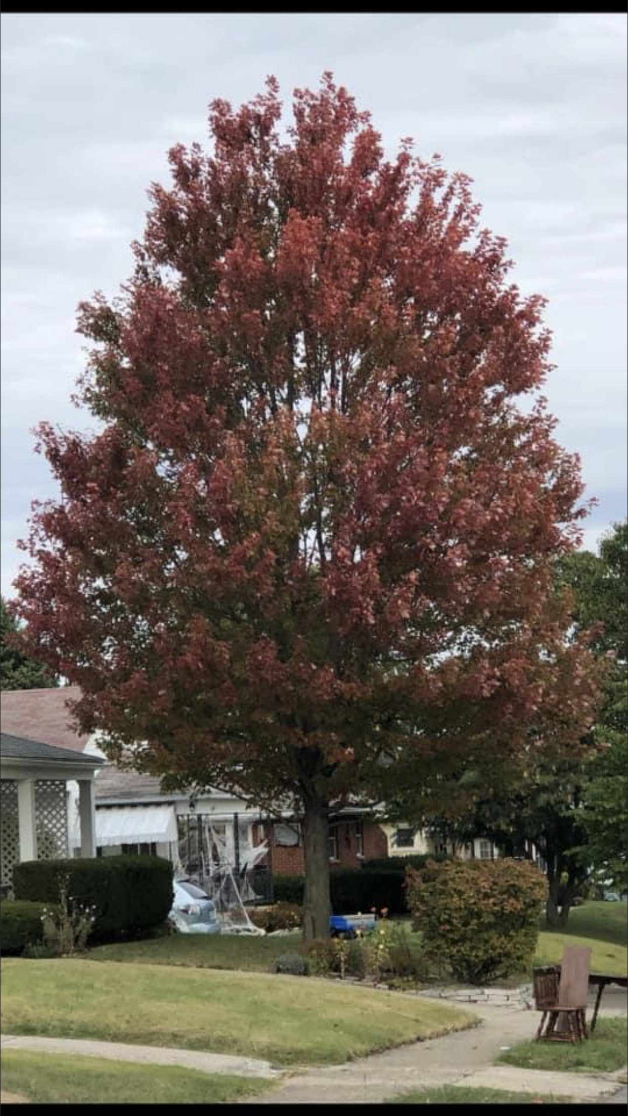 Houses & Maroon Tree โ Dayton, OH โ AAA Tree and Landscaping
