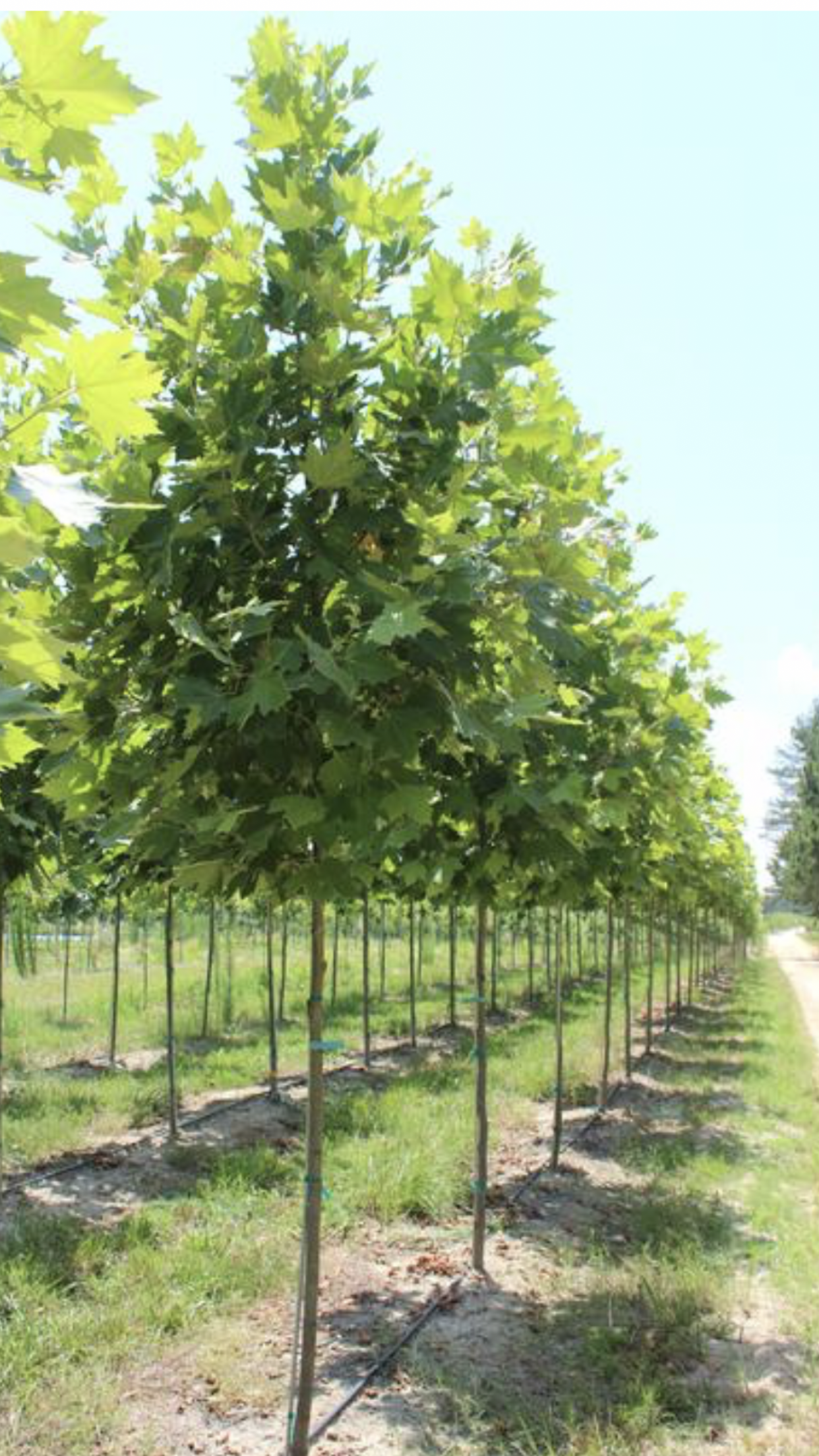 Green Plants โ Dayton, OH โ AAA Tree and Landscaping