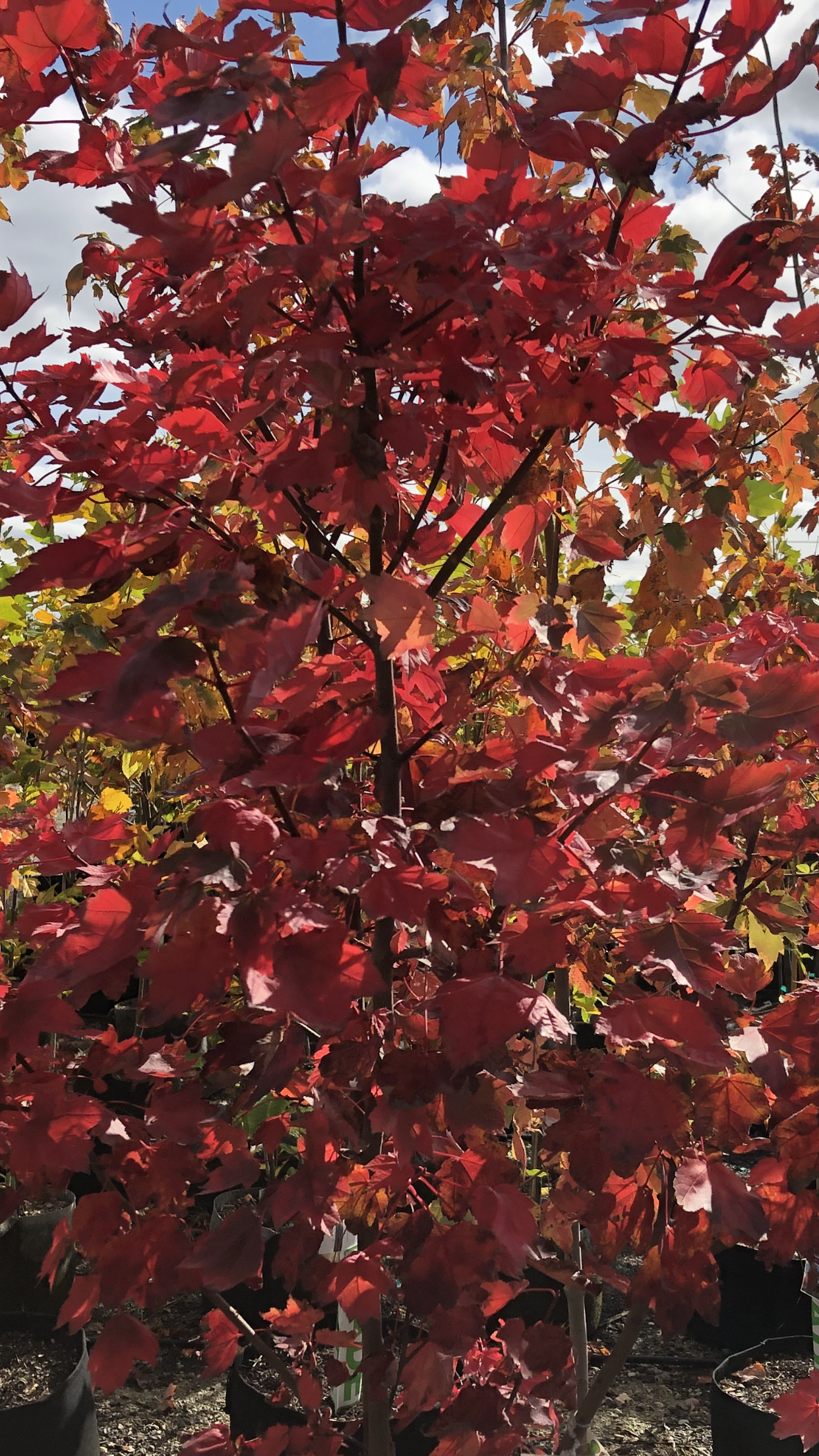 Plant With Maroon Leaves โ Dayton, OH โ AAA Tree and Landscaping