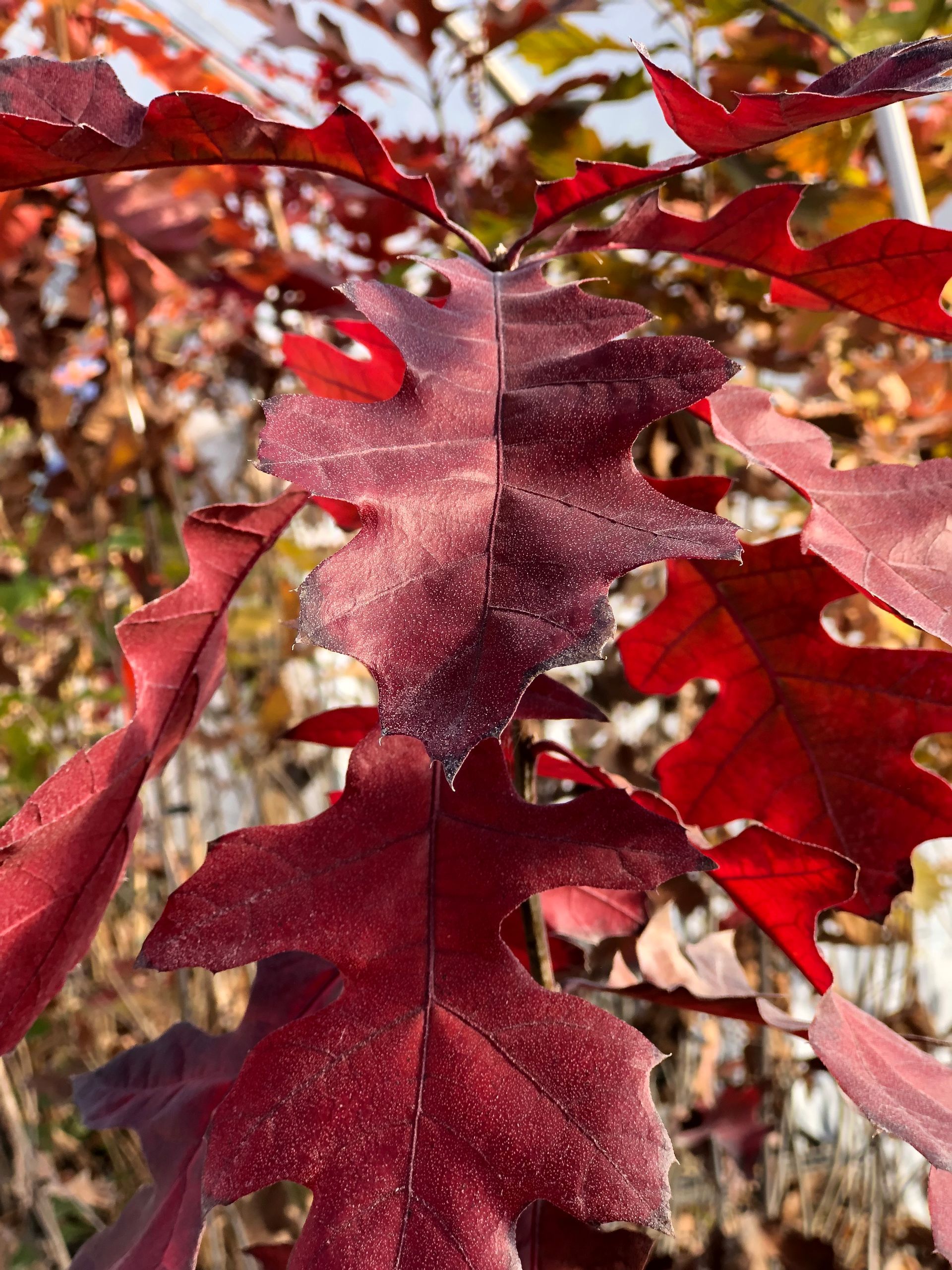 Close-up of red oak leaves changing color in autumn, with visible veins and serrated edges.