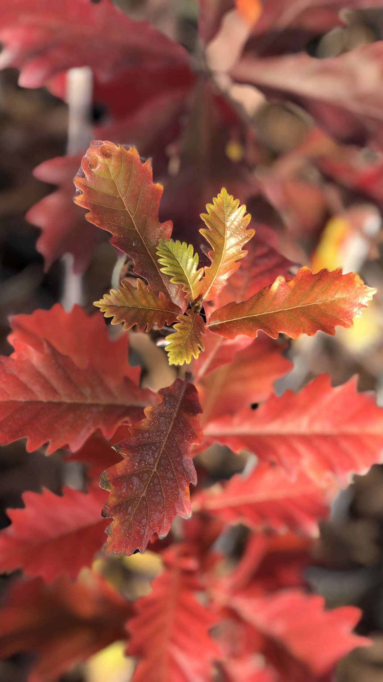 Red and orange oak leaves with scalloped edges.