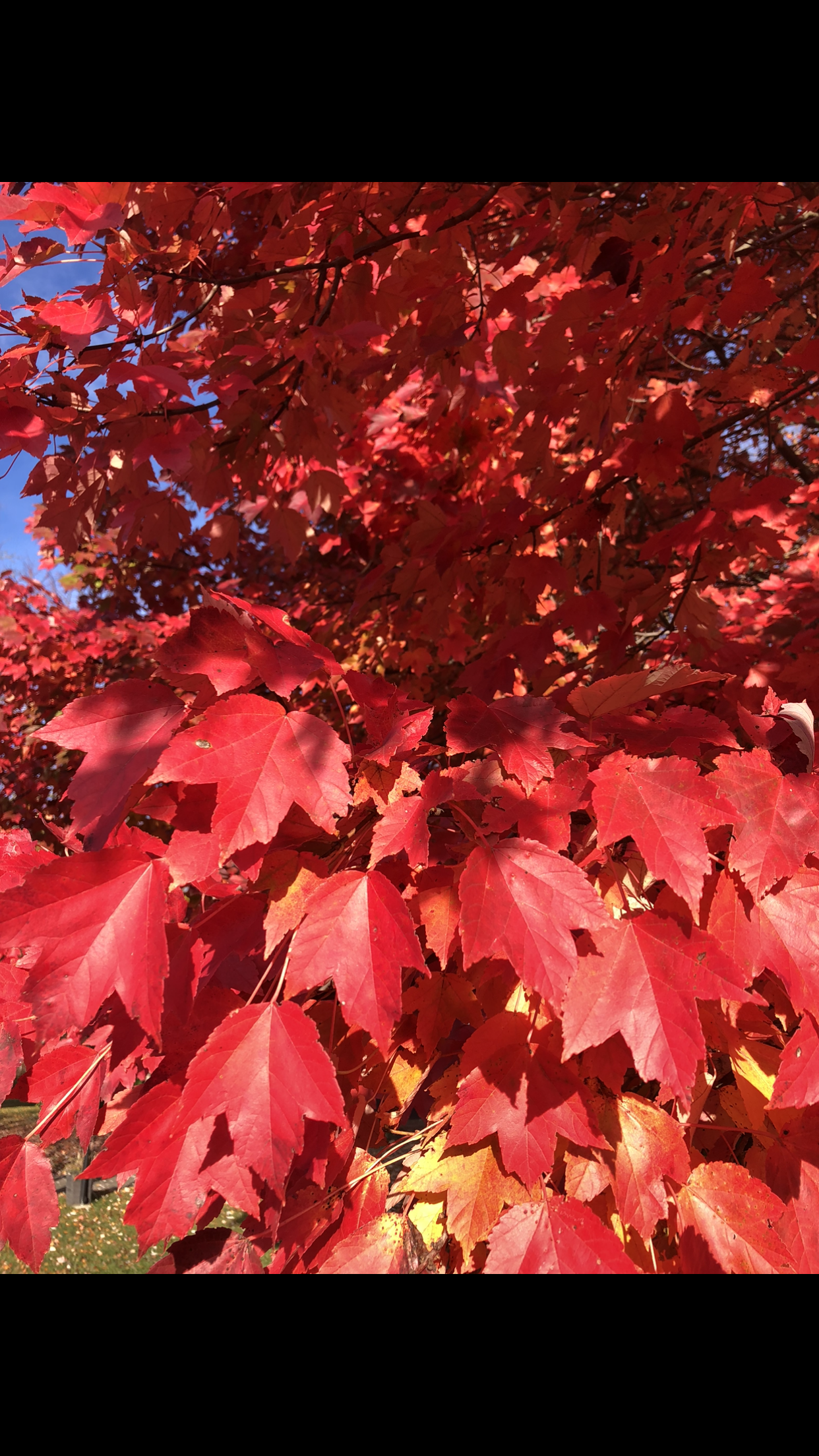 Plant Leaves โ Dayton, OH โ AAA Tree and Landscaping