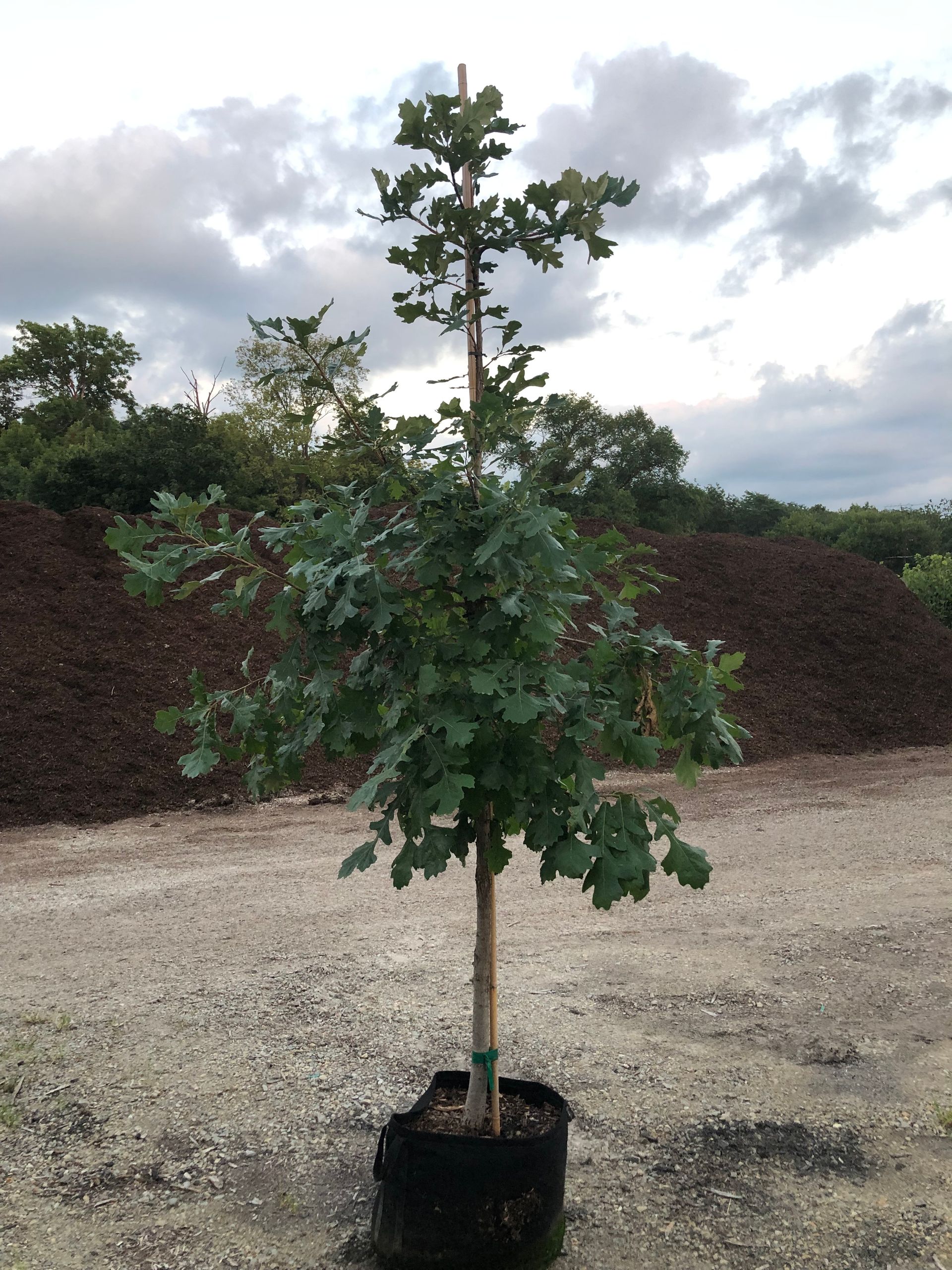 A young tree in a black container. The tree has green leaves and is secured with a wooden stake. Outdoors, gravel ground.