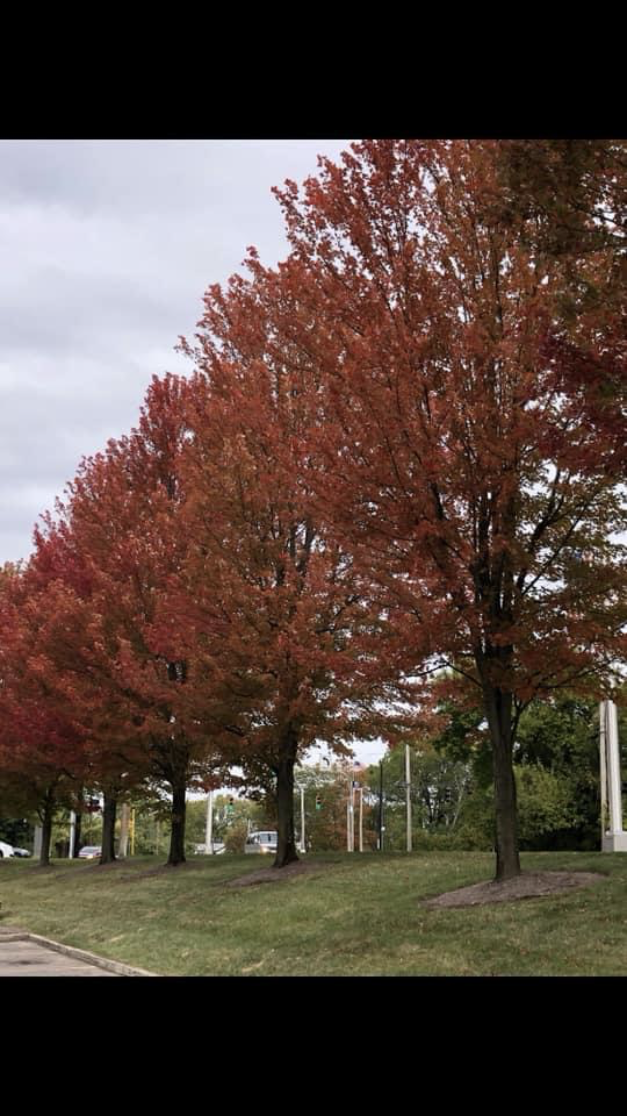 Maroon Trees โ Dayton, OH โ AAA Tree and Landscaping