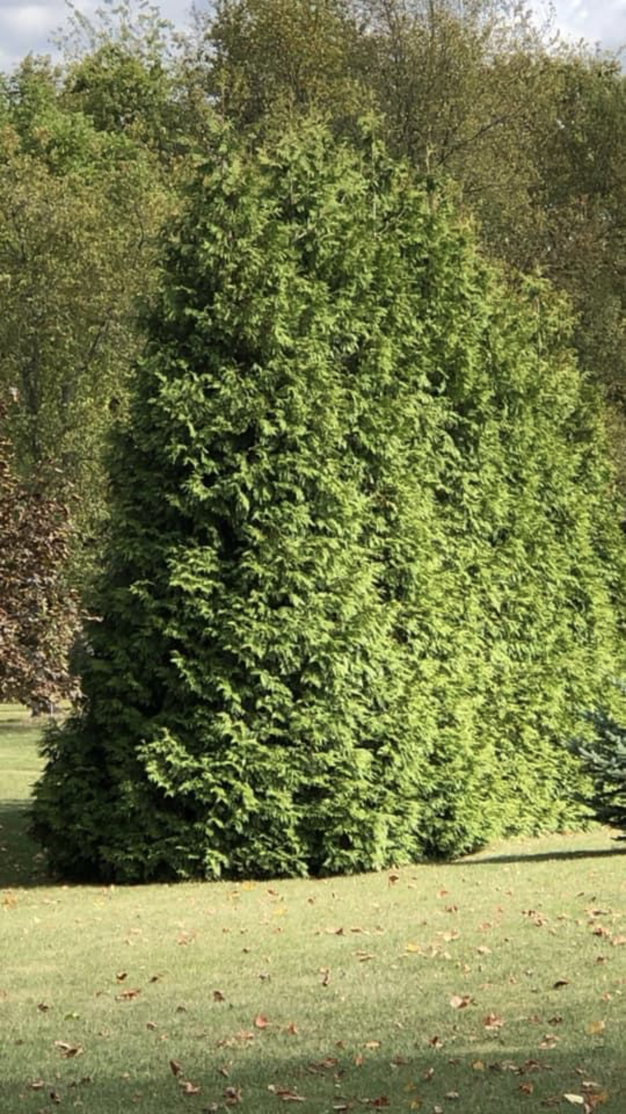 Tall Green Trees โ Dayton, OH โ AAA Tree and Landscaping