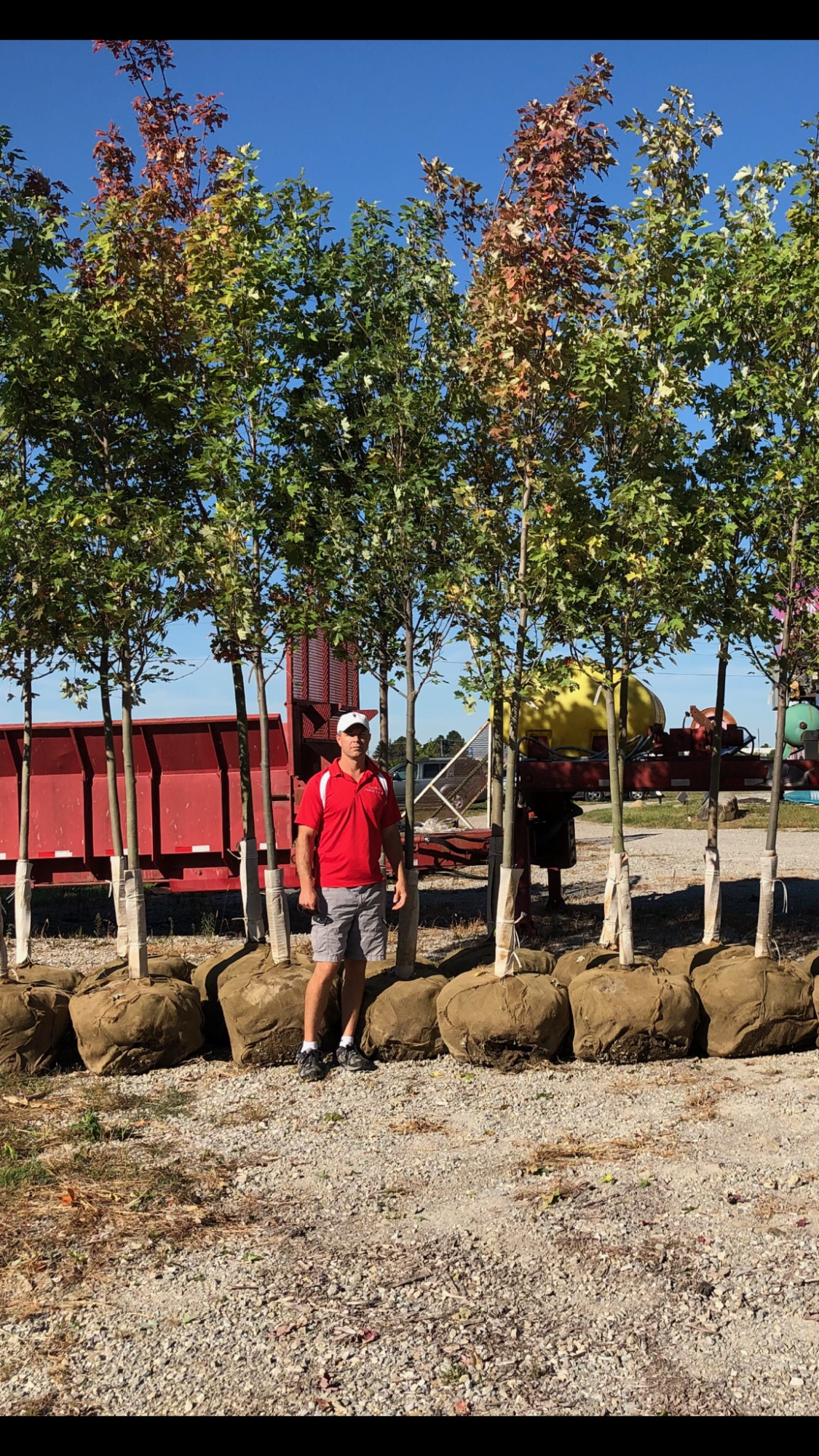 Man & Tall Trees โ Dayton, OH โ AAA Tree and Landscaping