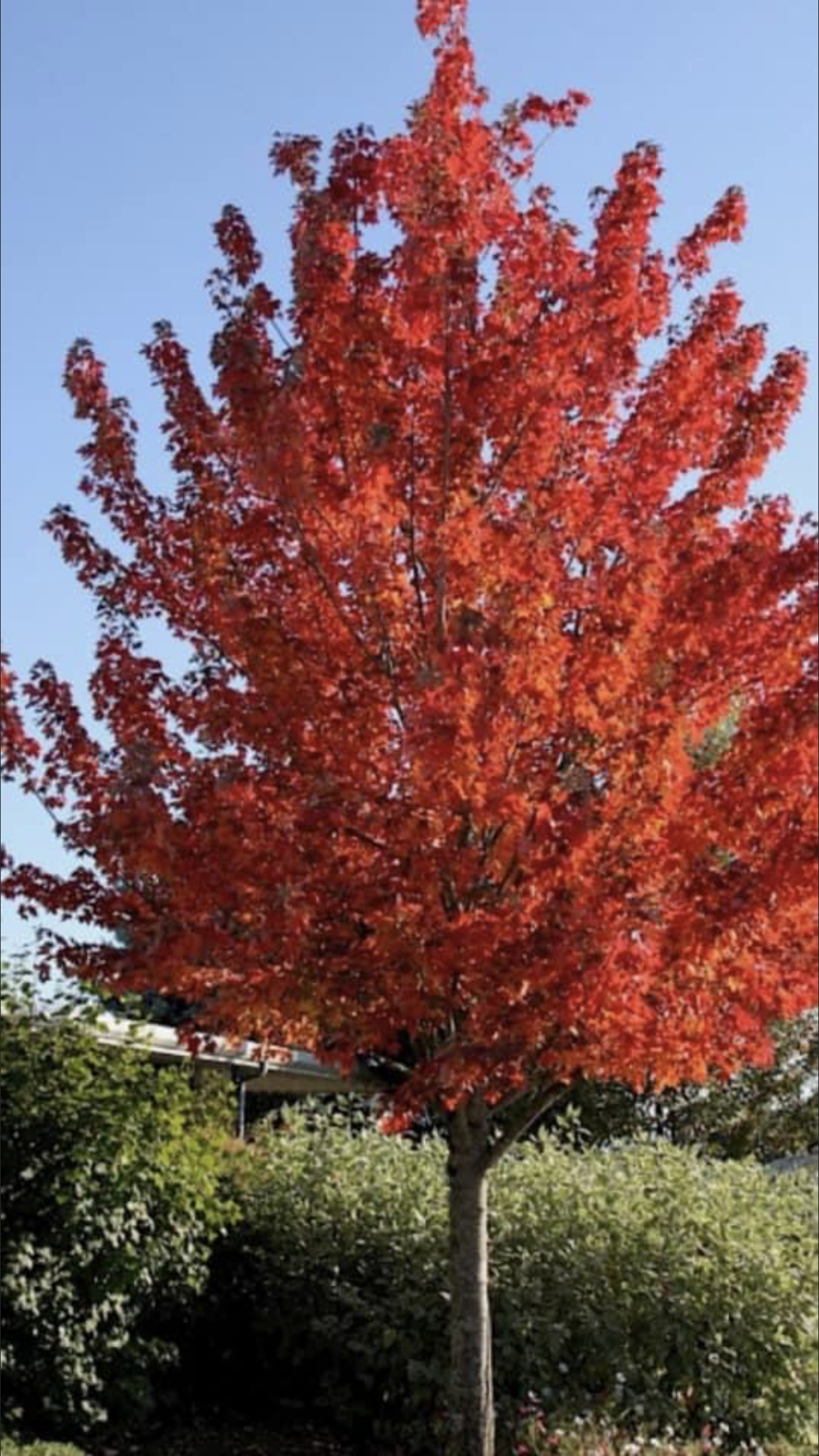 One Maroon Tree & House โ Dayton, OH โ AAA Tree and Landscaping
