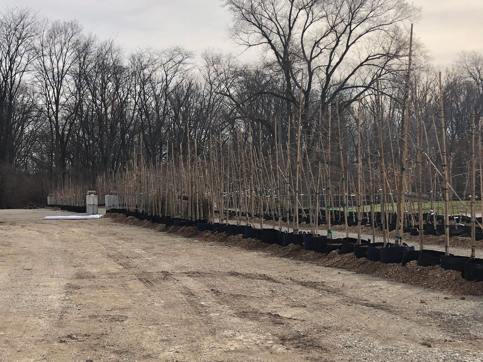 Wood Plants โ Dayton, OH โ AAA Tree and Landscaping