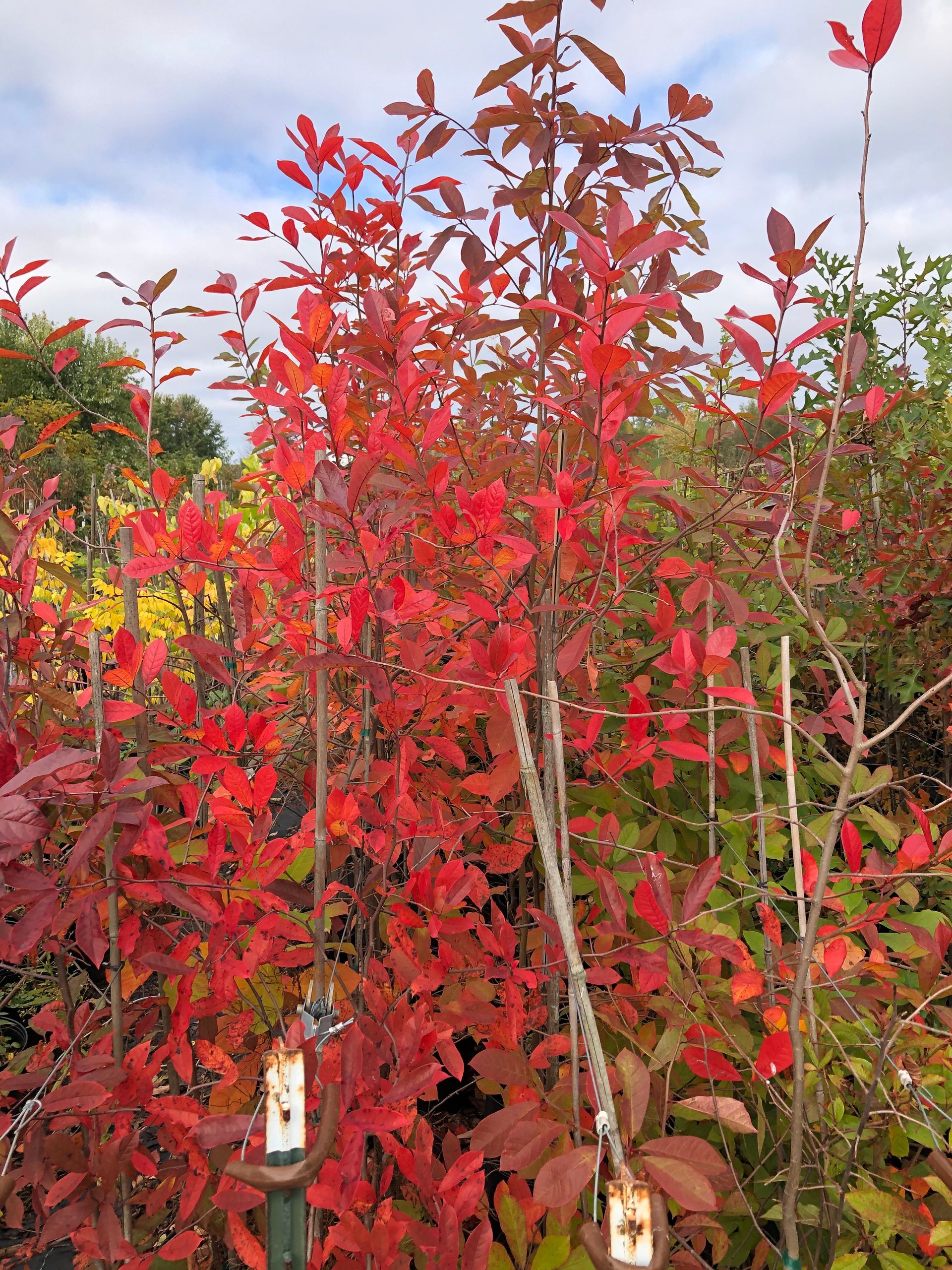 Red Plants โ Dayton, OH โ AAA Tree and Landscaping