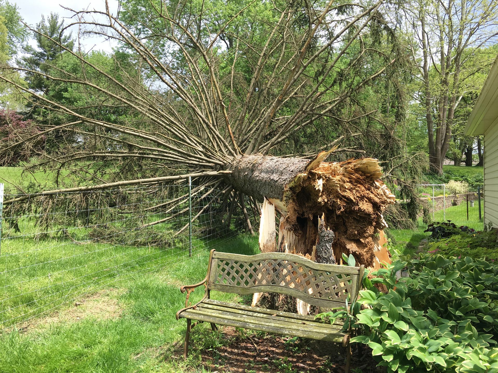 Fallen tree in a yard, roots exposed, near a bench and house, green grass, overcast.