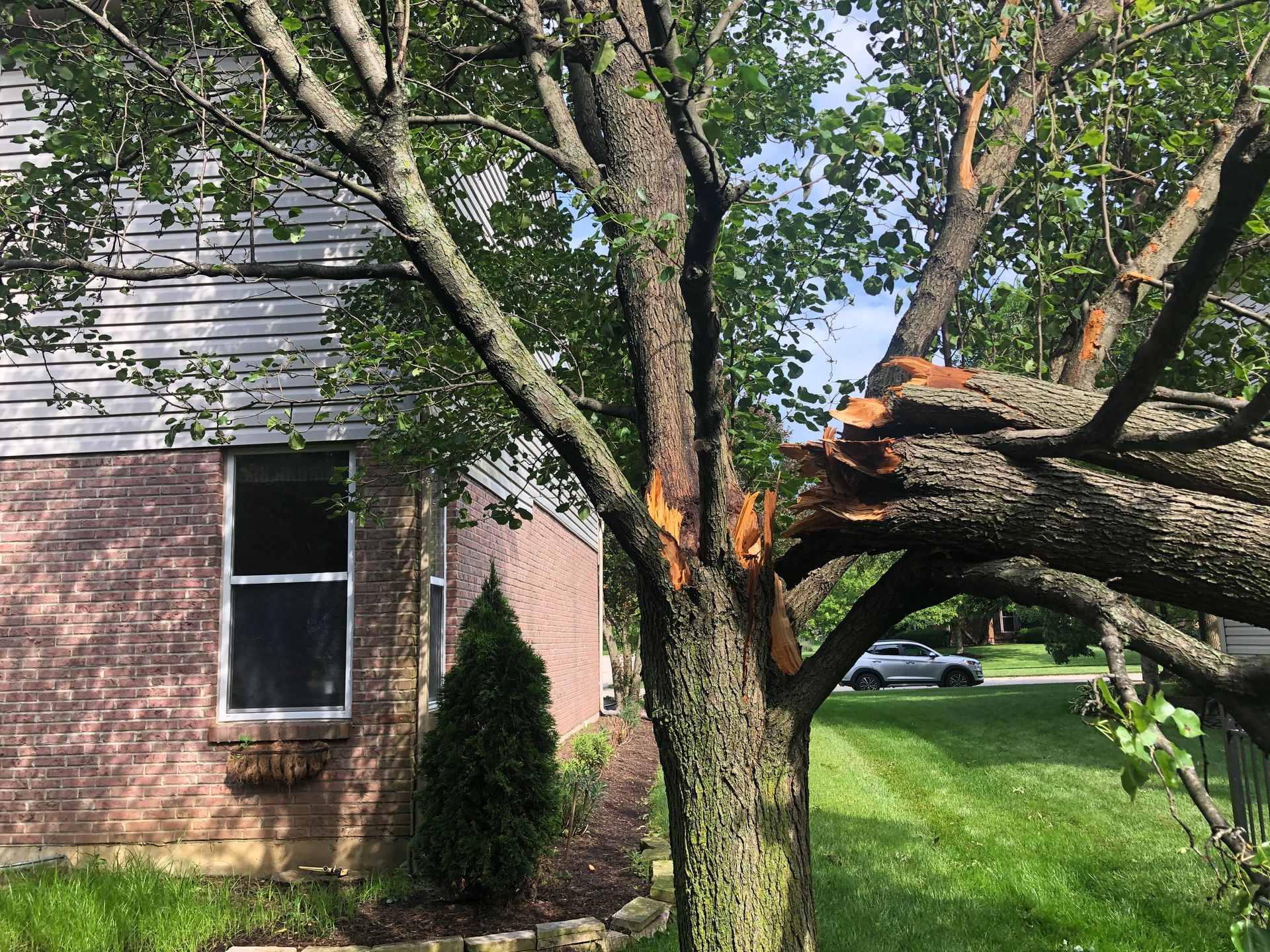 Damaged Tree — Dayton, OH — AAA Tree and Landscaping