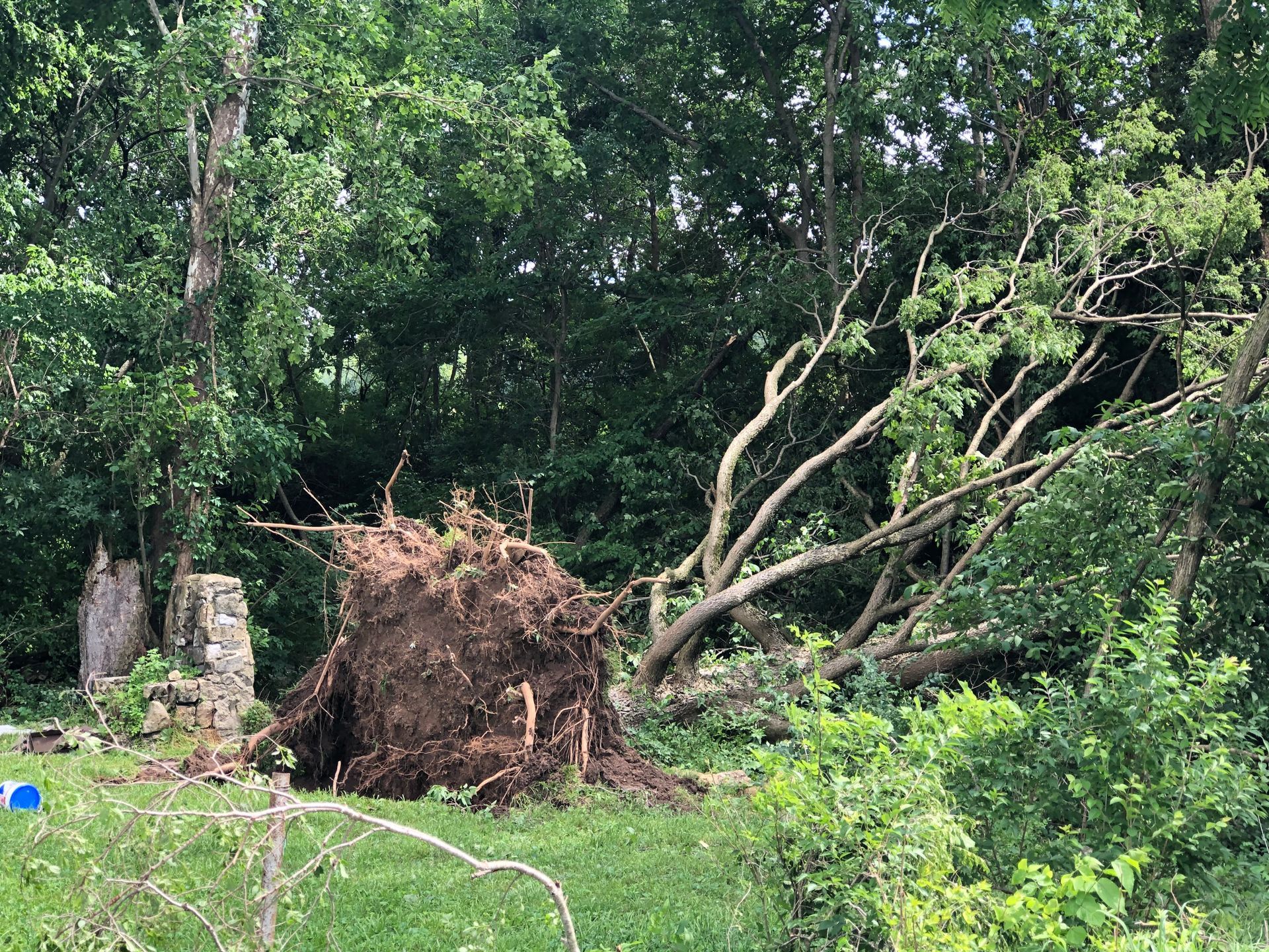 Birch Tree — Dayton, OH — AAA Tree and Landscaping