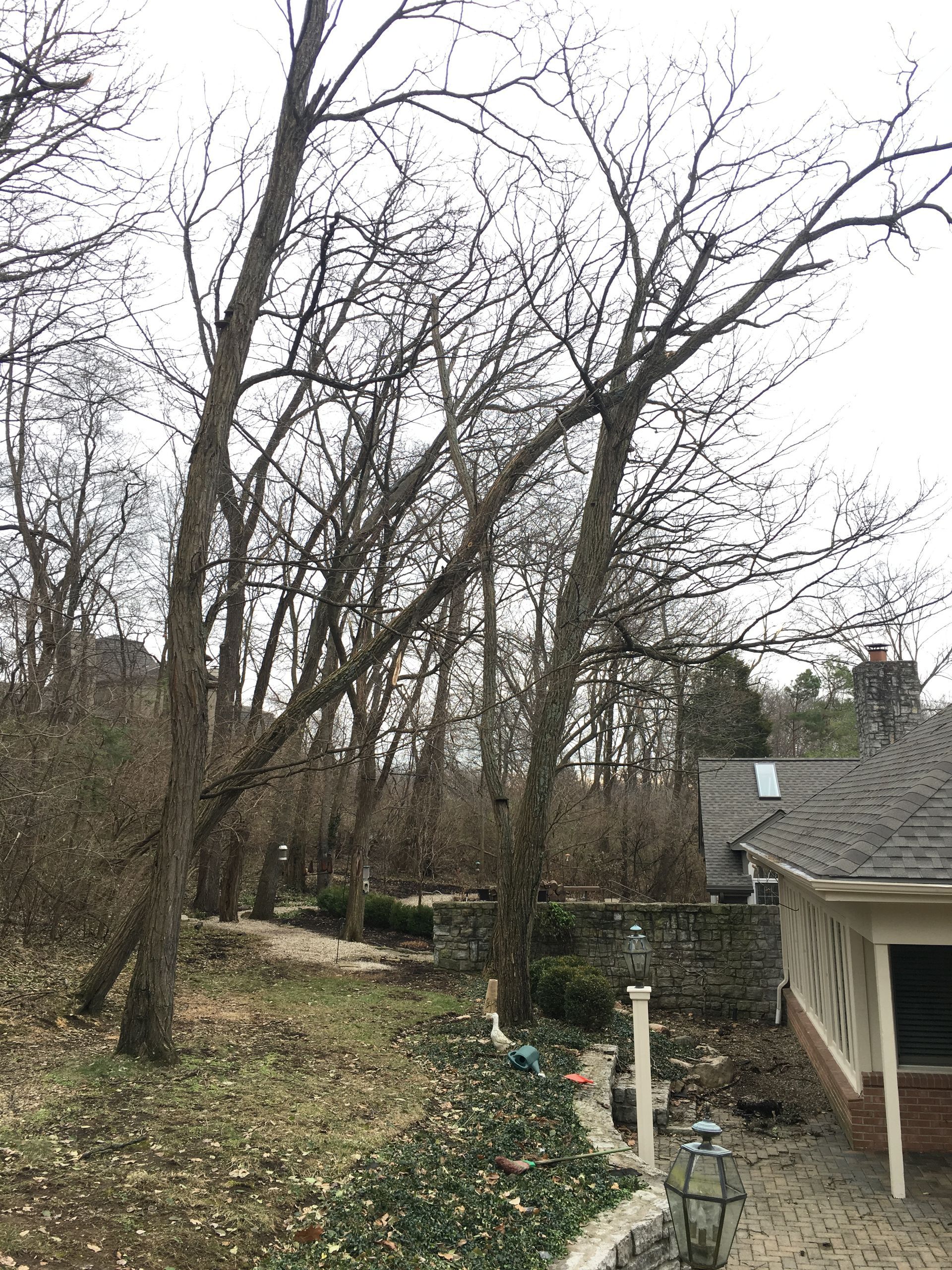 No Leaves Trees — Dayton, OH — AAA Tree and Landscaping