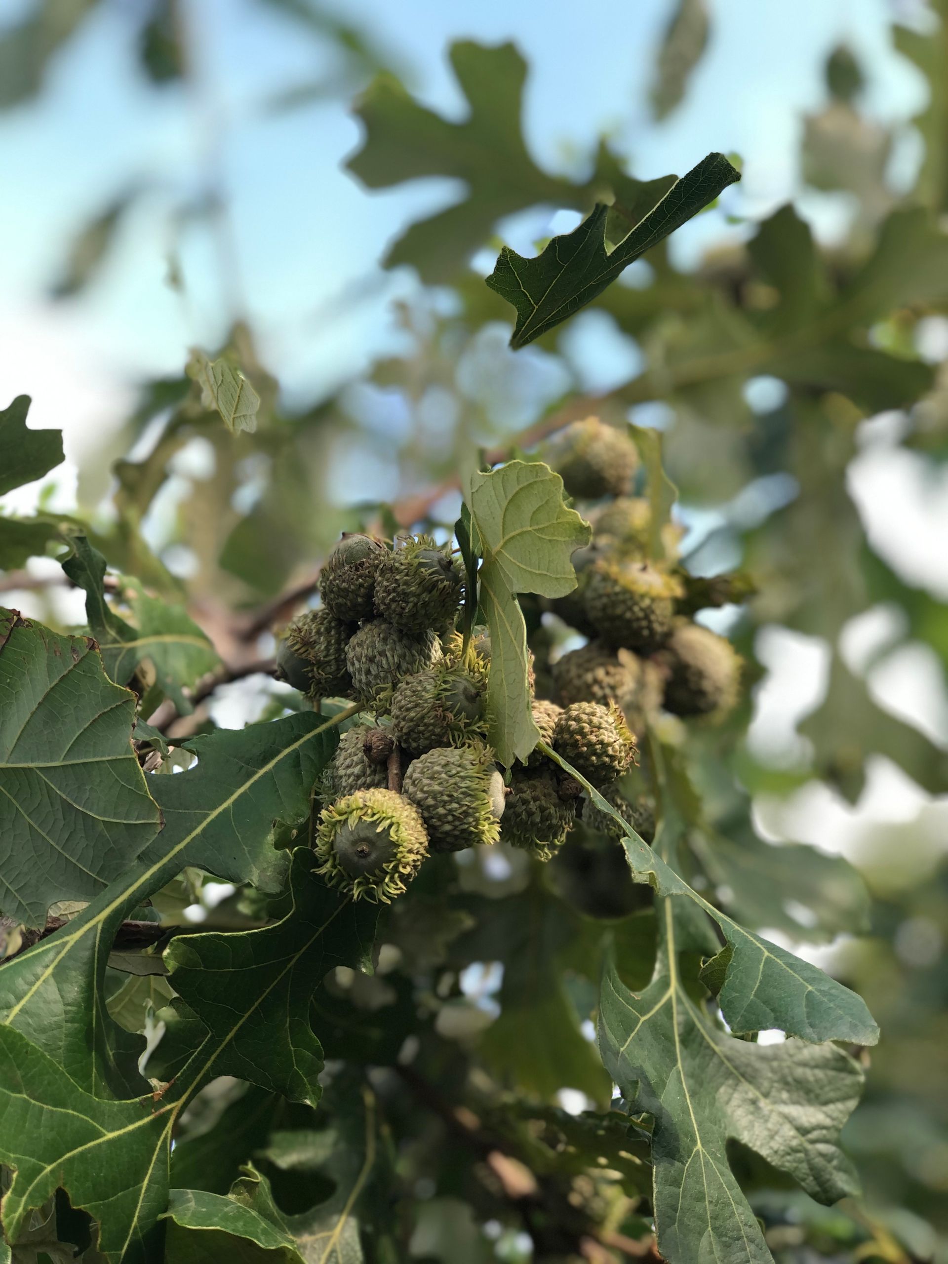 Oak tree branch with clustered galls, green leaves, and a blurred background.