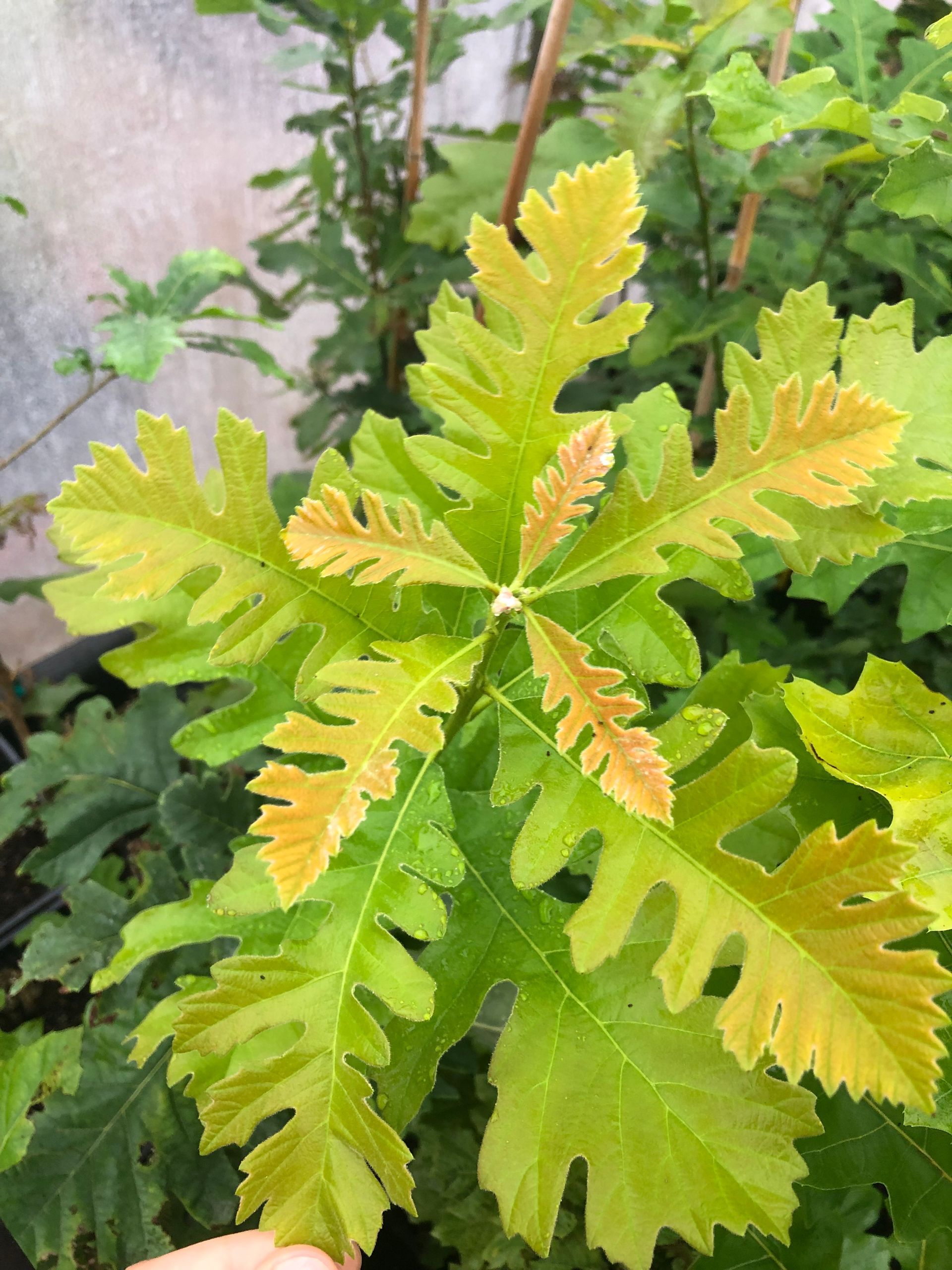 Yellow Green Leaves โ Dayton, OH โ AAA Tree and Landscaping